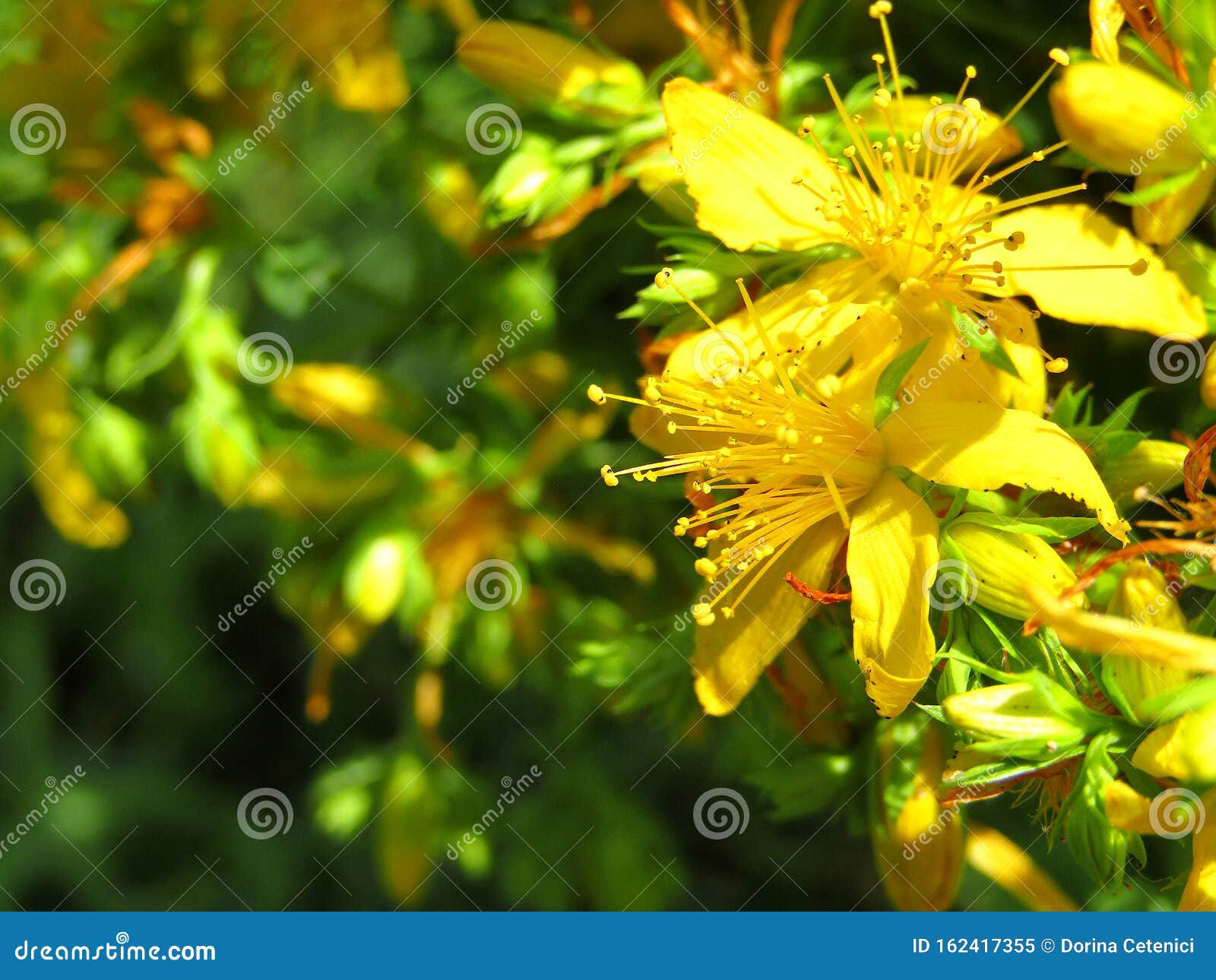 Saint John`s Wort Hypericum Perforatum Medicinal Plant. Macro. Stock