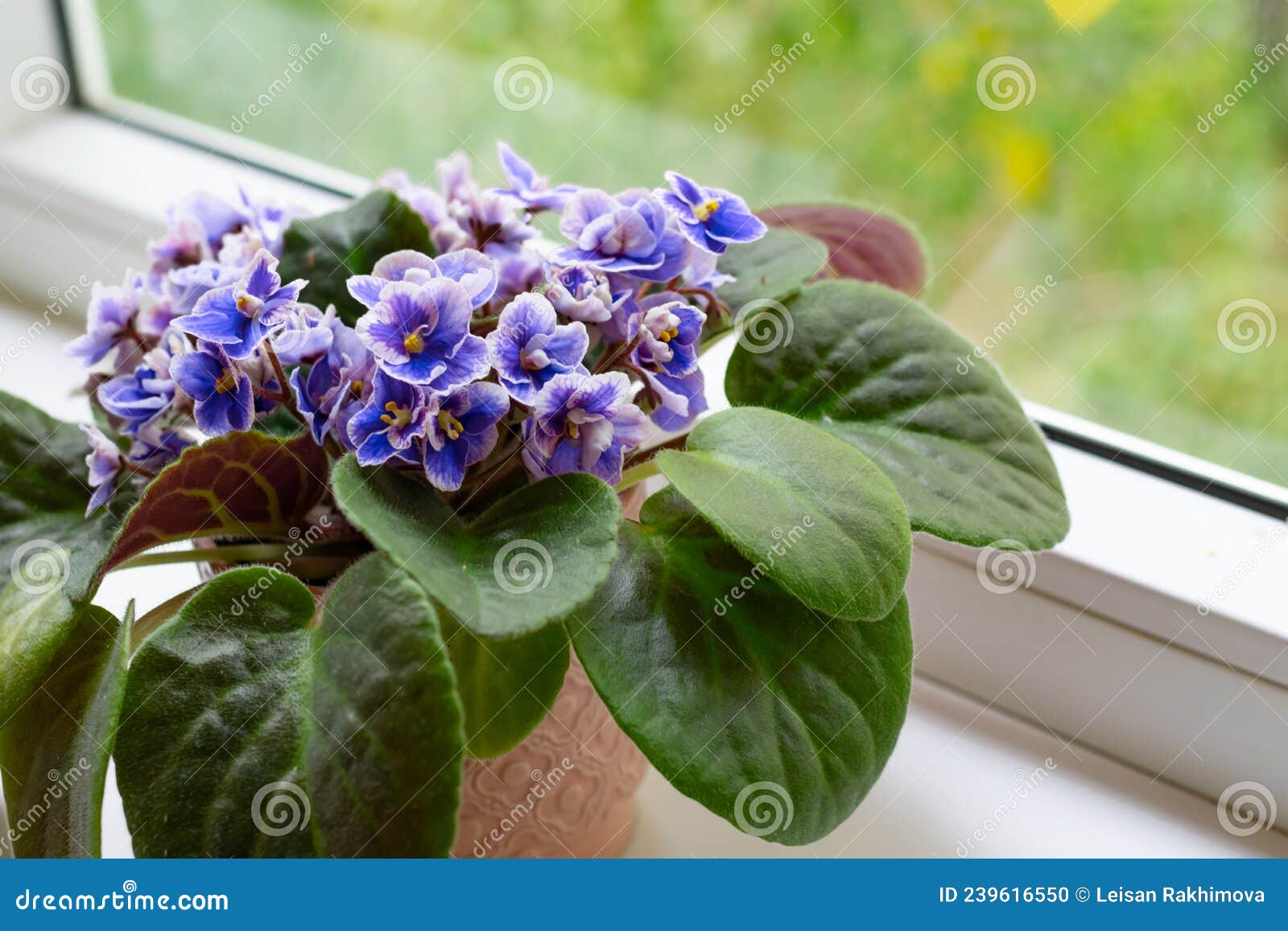 Saintpaulia Da Flor Violeta Africana Em Floração Como Decoração Para O  Peitoril E Homecose Para Cima Foto de Stock - Imagem de pétalas,  abundância: 239616550
