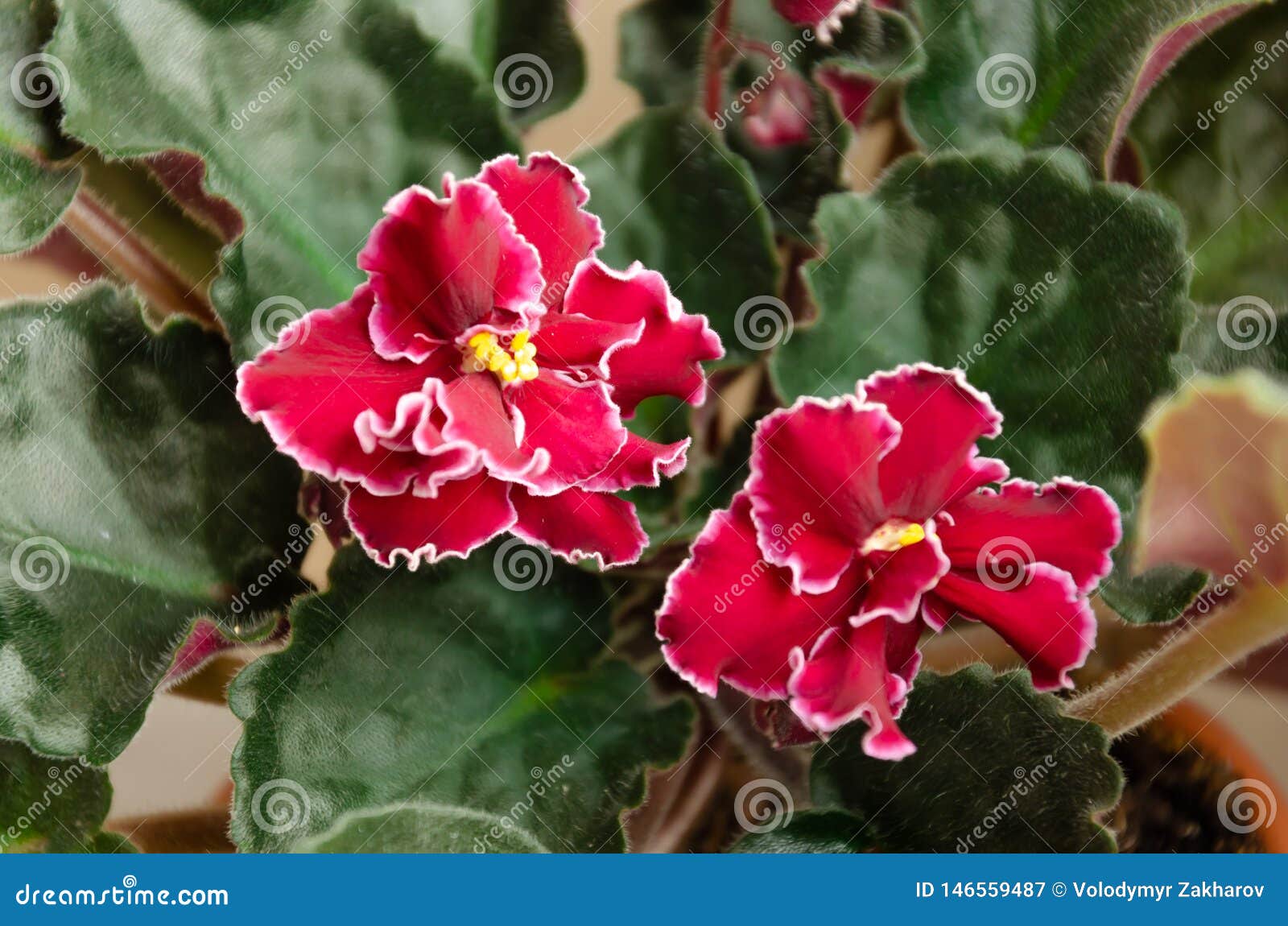 Saintpaulia Fleurissant, Généralement Connu Sous Le Nom De Violette  Africaine Centrale Mise En Pot Image stock - Image du centrale, jardinage:  146559487