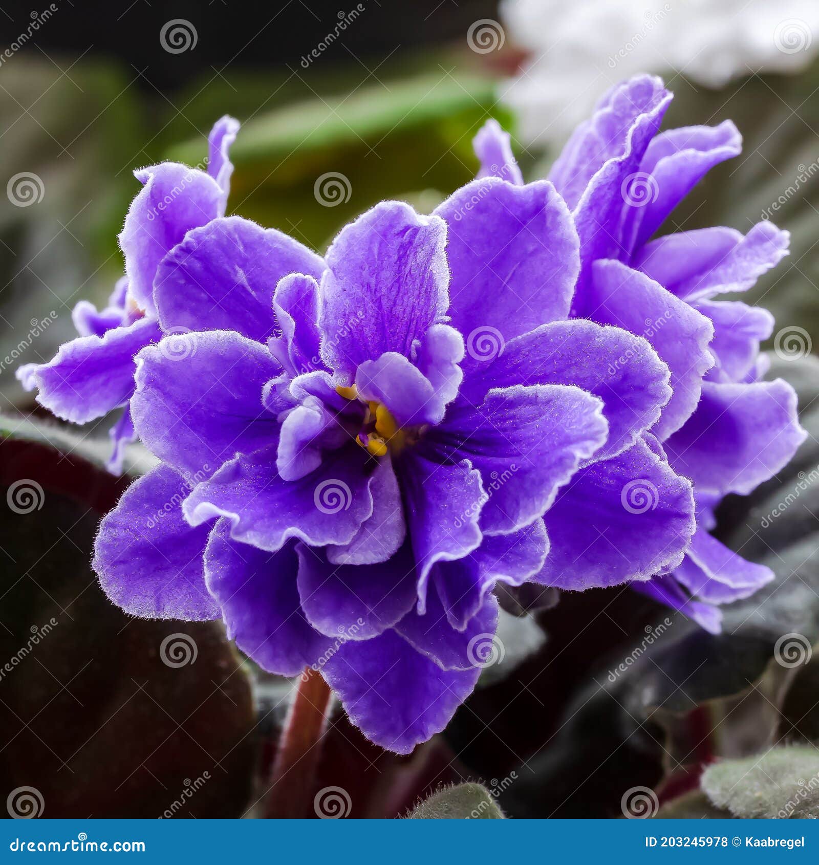 Saintpaulia. Violette Africaine De Couleur Pourpre Avec Le Gros Plan Blanc  De Frontière. Photo stock - Image du fleurs, centrale: 203245978