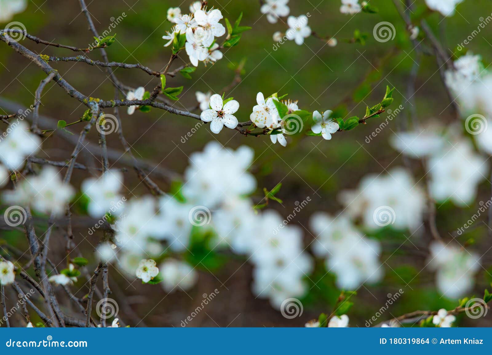 Saison Floraison Arbre Feuillage Fleurs Blanches Avril Printemps Temps  Jardin Doux Focus Nature Pittoresque Photo stock - Image du jardin,  floraison: 180319864