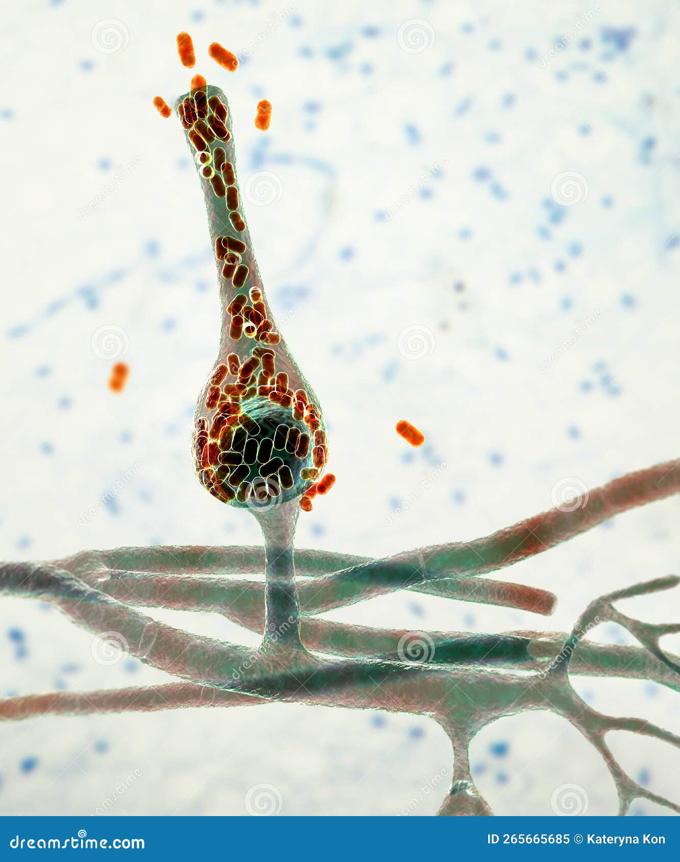 saksenaea microscopic fungi, the agent of mucormycosis disease, 3d 