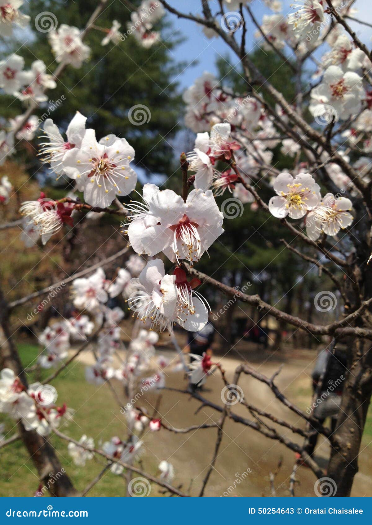 Sakura stock afbeelding. Image of korea, azië, bloem - 50254643
