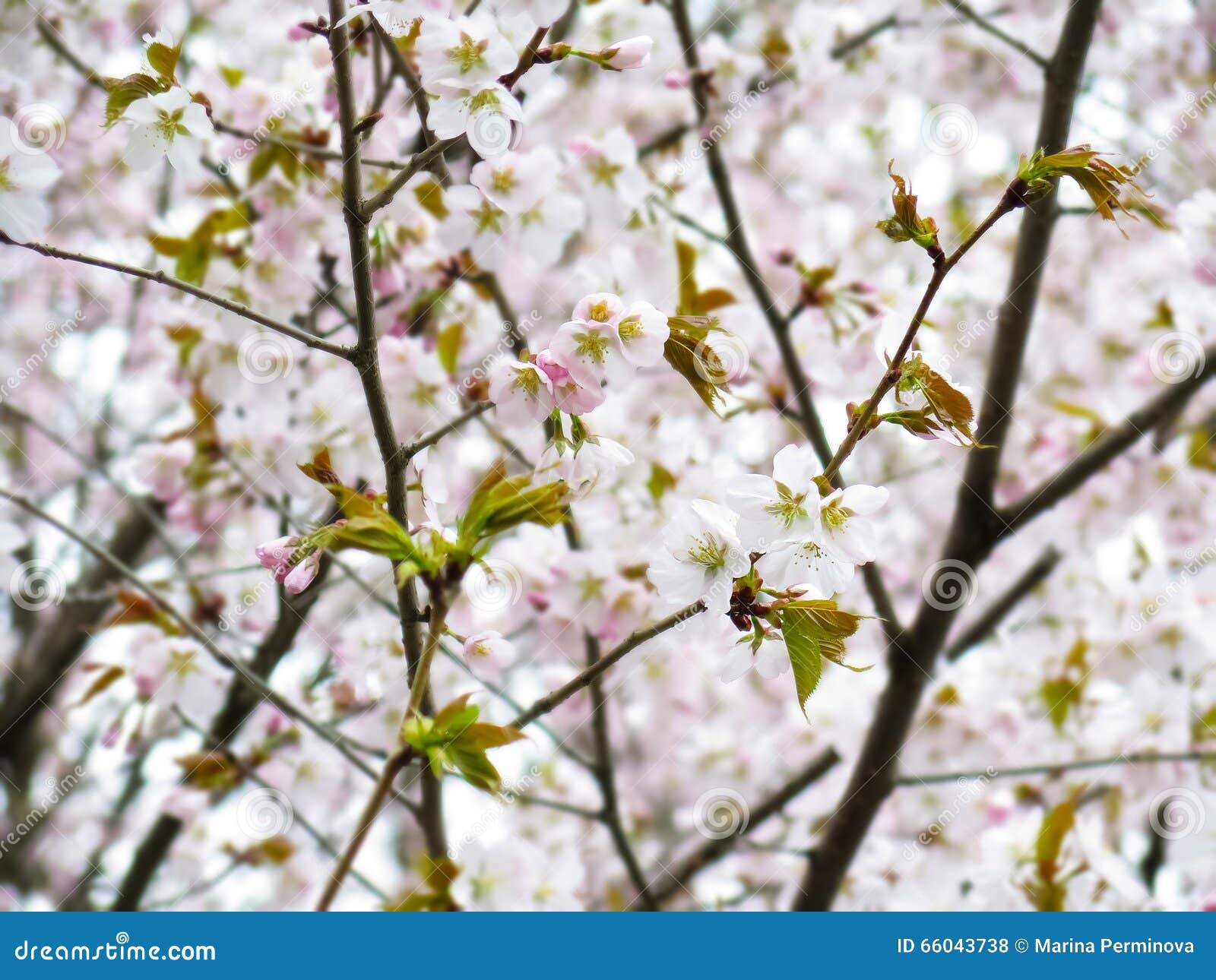 Sakura dans le jardin du Japon