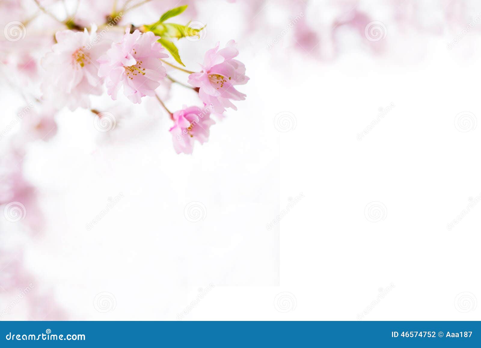 Sakura background stock photo. Image of elegant, bloom 46574752