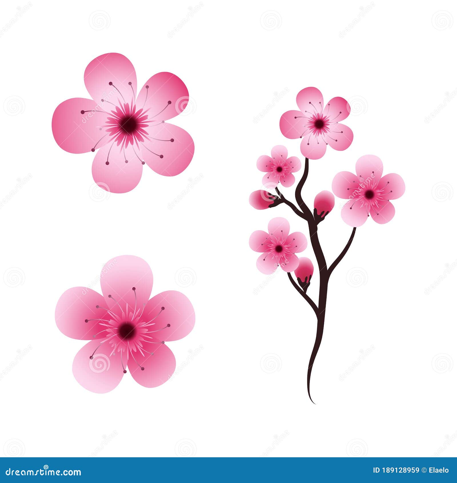 Flor sakura desenho