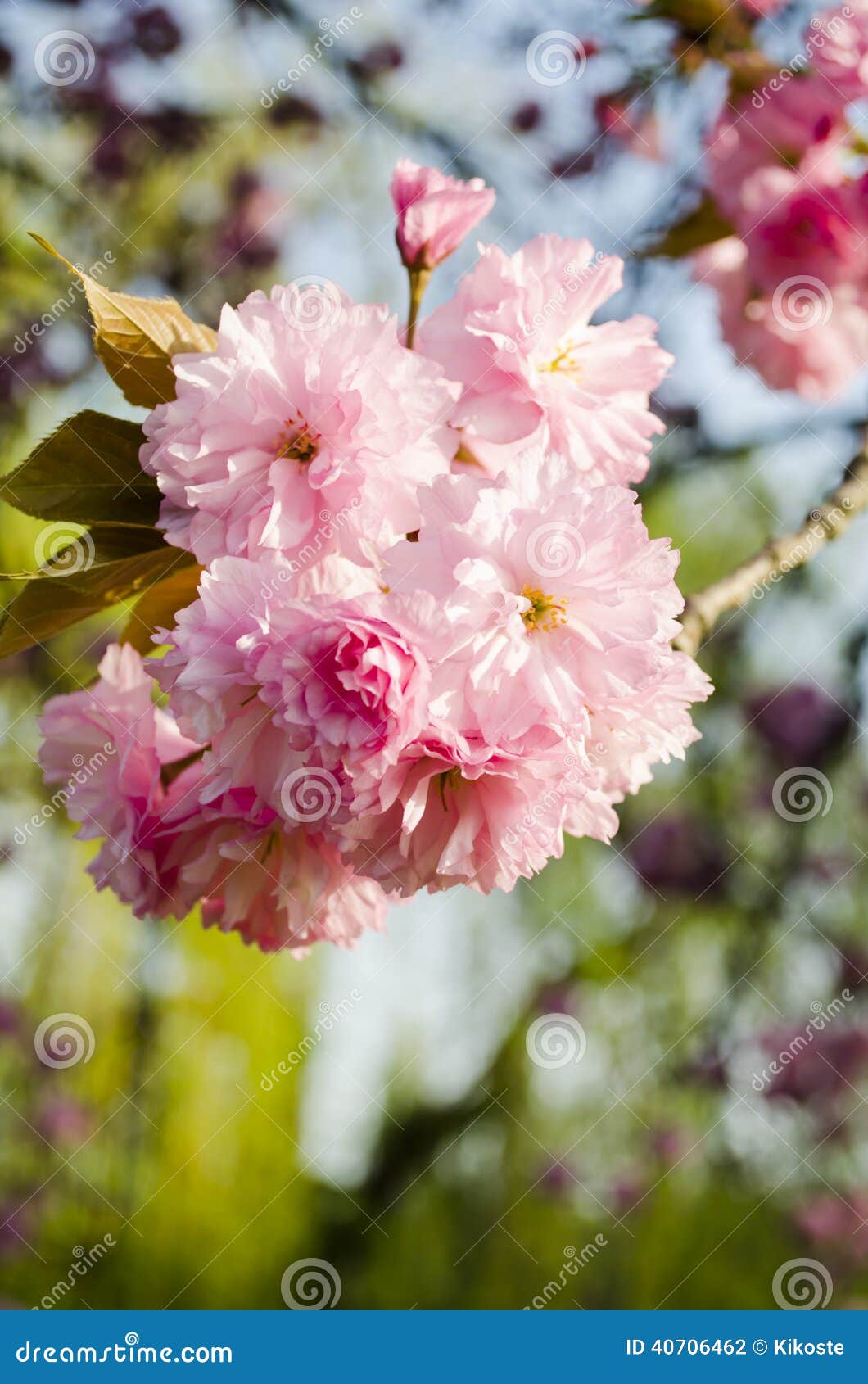 Sakura bloom stock photo. Image of japan, growth, nature 40706462