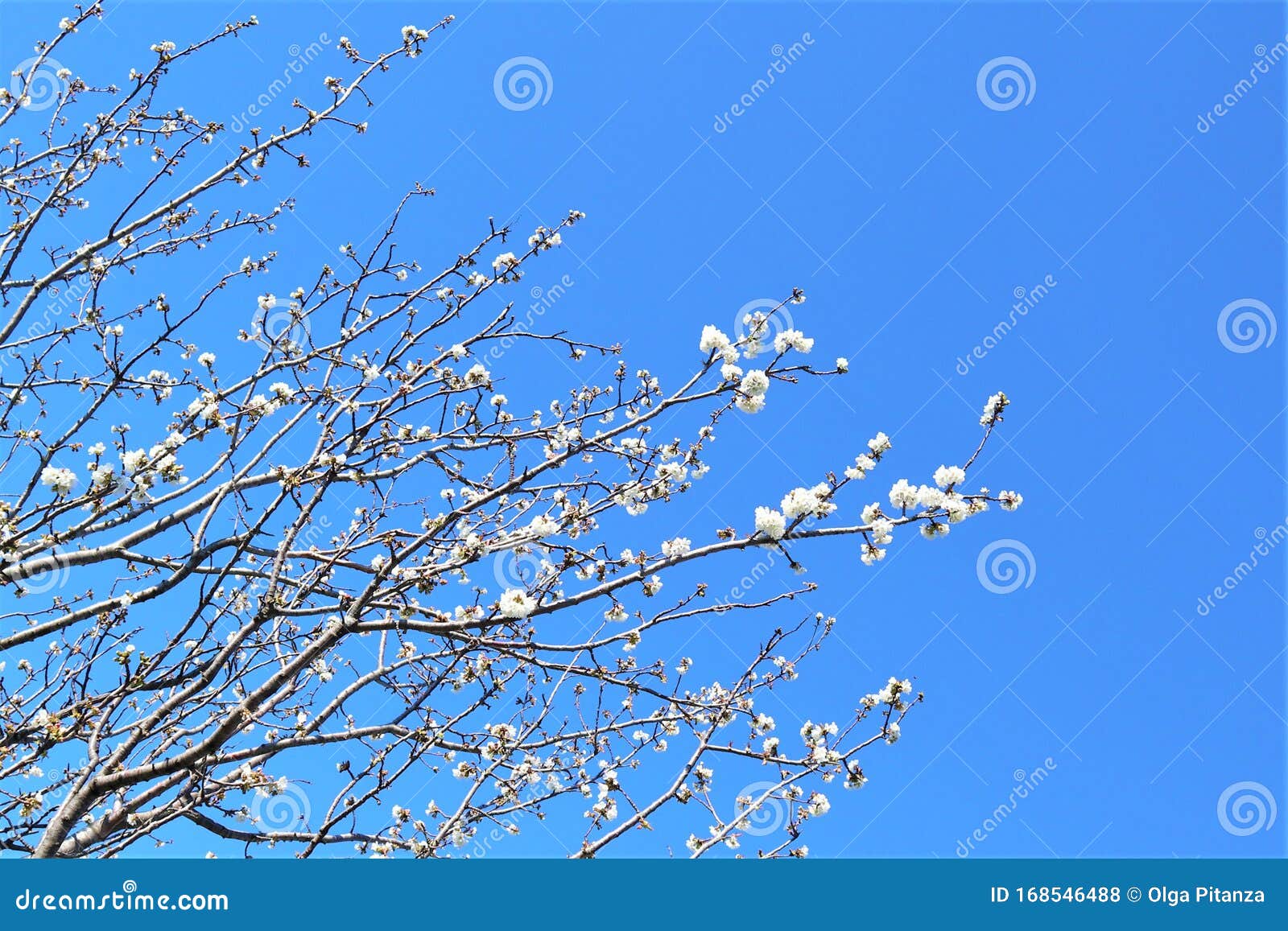 sakura blooming on a blue background spring, flowering and nature concept. beautiful white apricot/cherry flowers