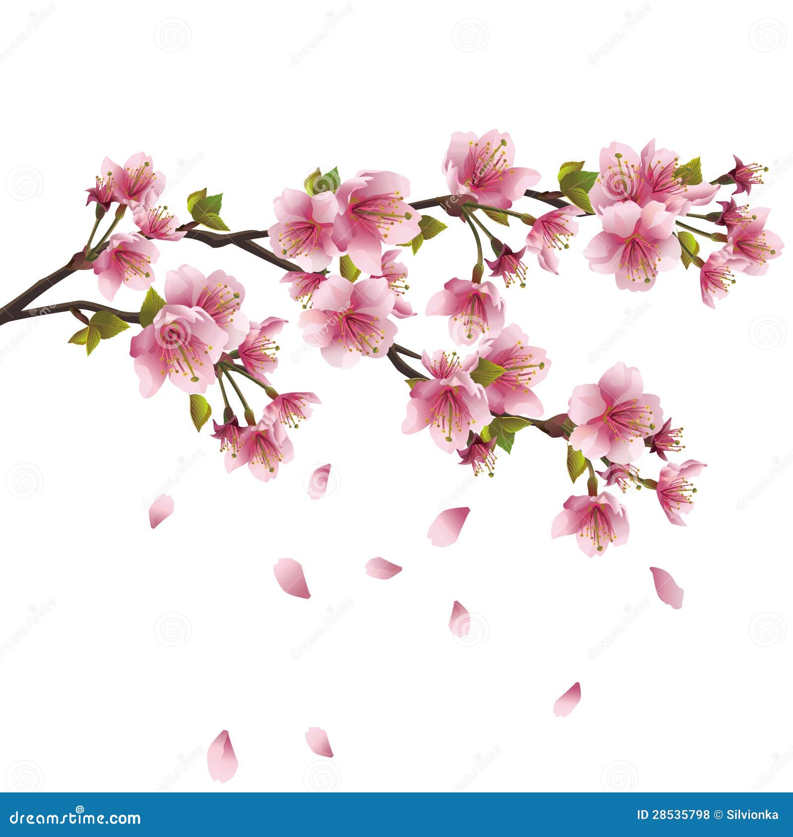 Sakura Blossom - Japanese Cherry Tree Stock Vector - Image: 28535798