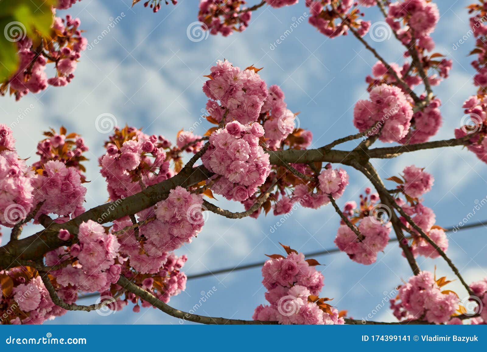 Sakura Blossomed in the Spring,Japanese Sakura Tree Blossomed in Spring