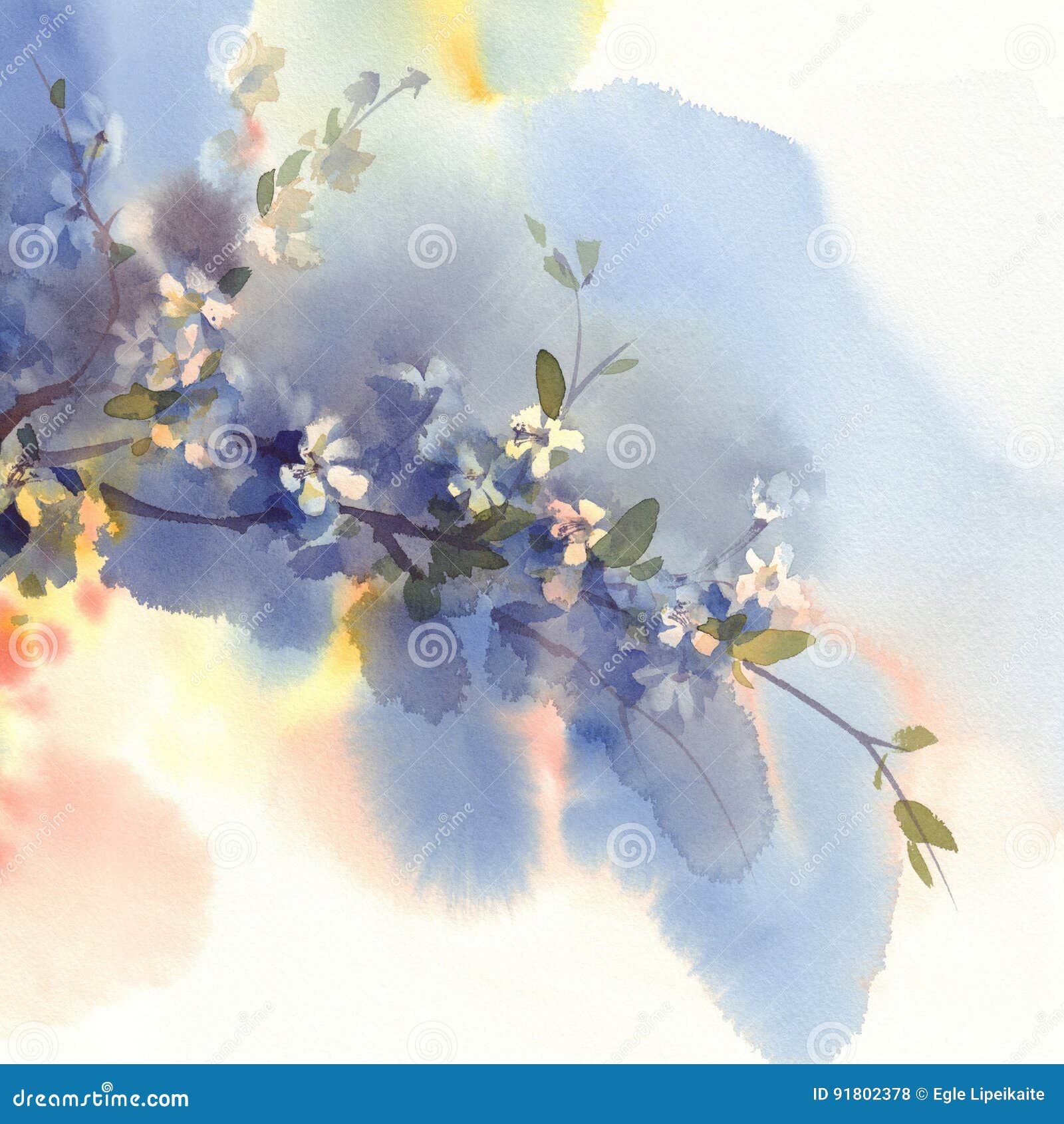 sakura branches in bloom watercolor background