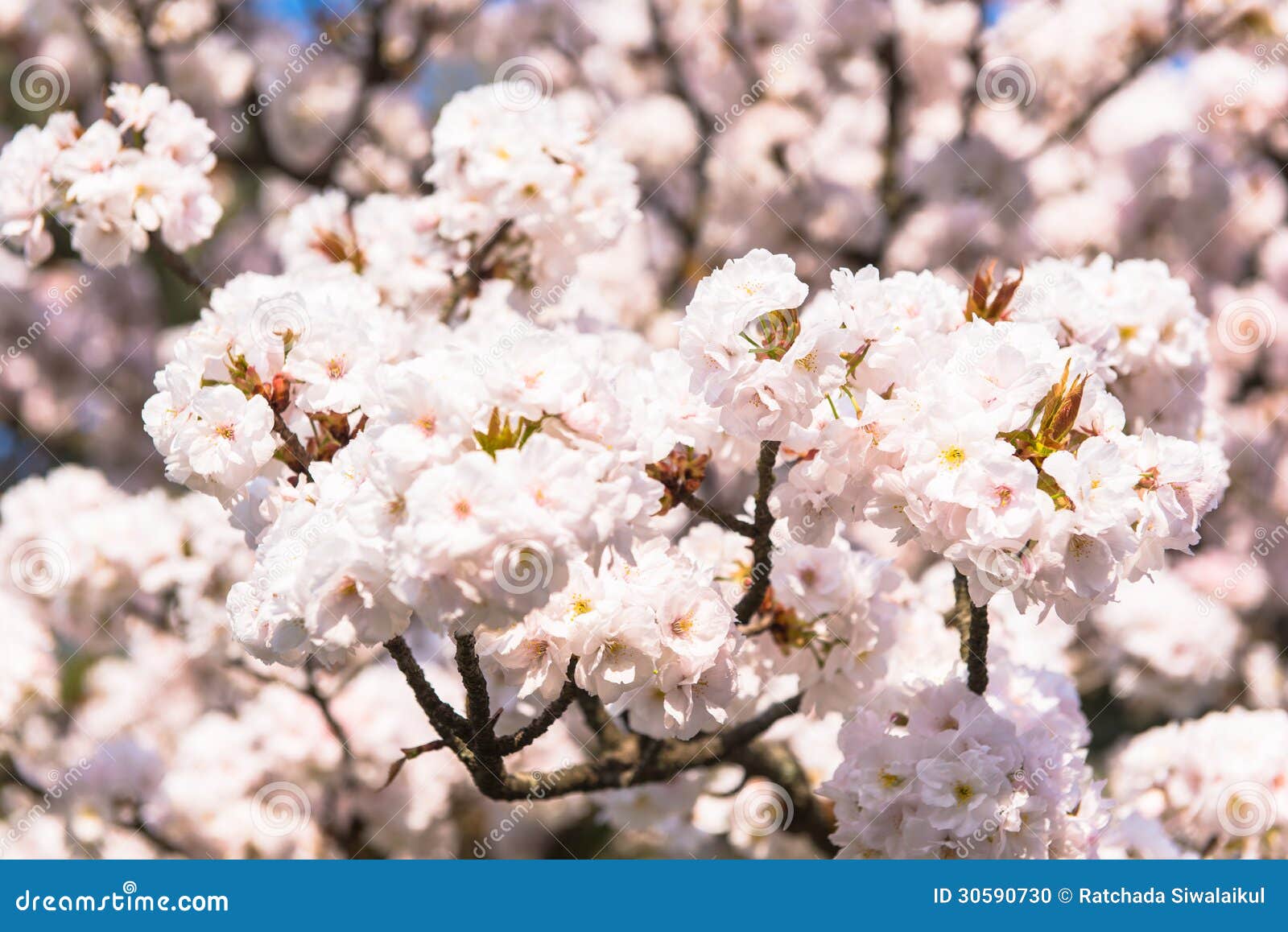 Sakura bouquet stock photo. Image of florist, cherrytree 30590730