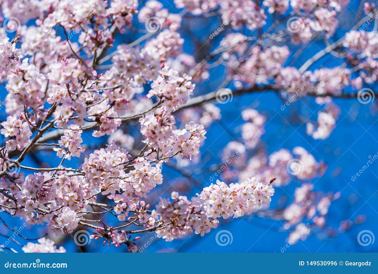 Sakura, Cherry Blossom Flower in Spring Season Stock Photo Image of