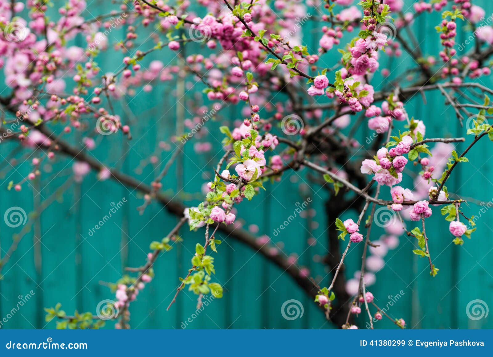 Sakura Cherry Blossom RoyaltyFree Stock Photography CartoonDealer