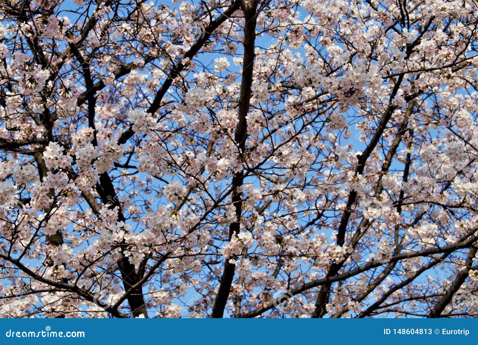 Sakura Cherry Blossom during Hanami Time in Seoul, Korea Stock Image ...