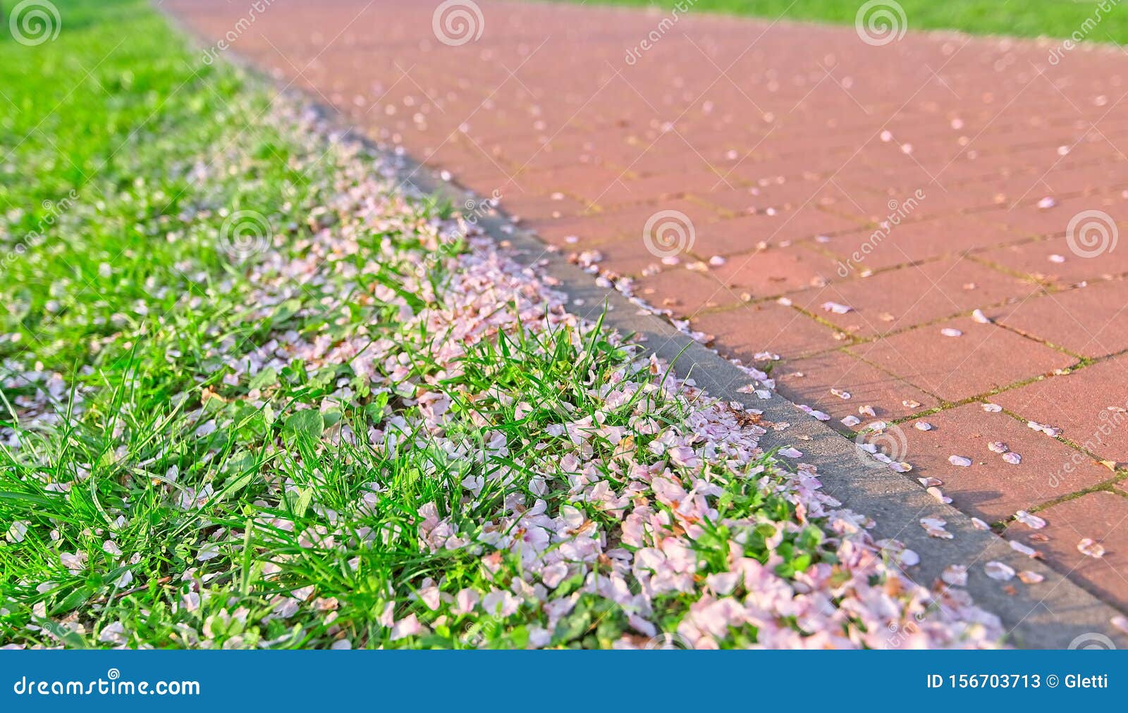 Sakura Cherry Petals in Grass Stock Image Image of nature, blossom