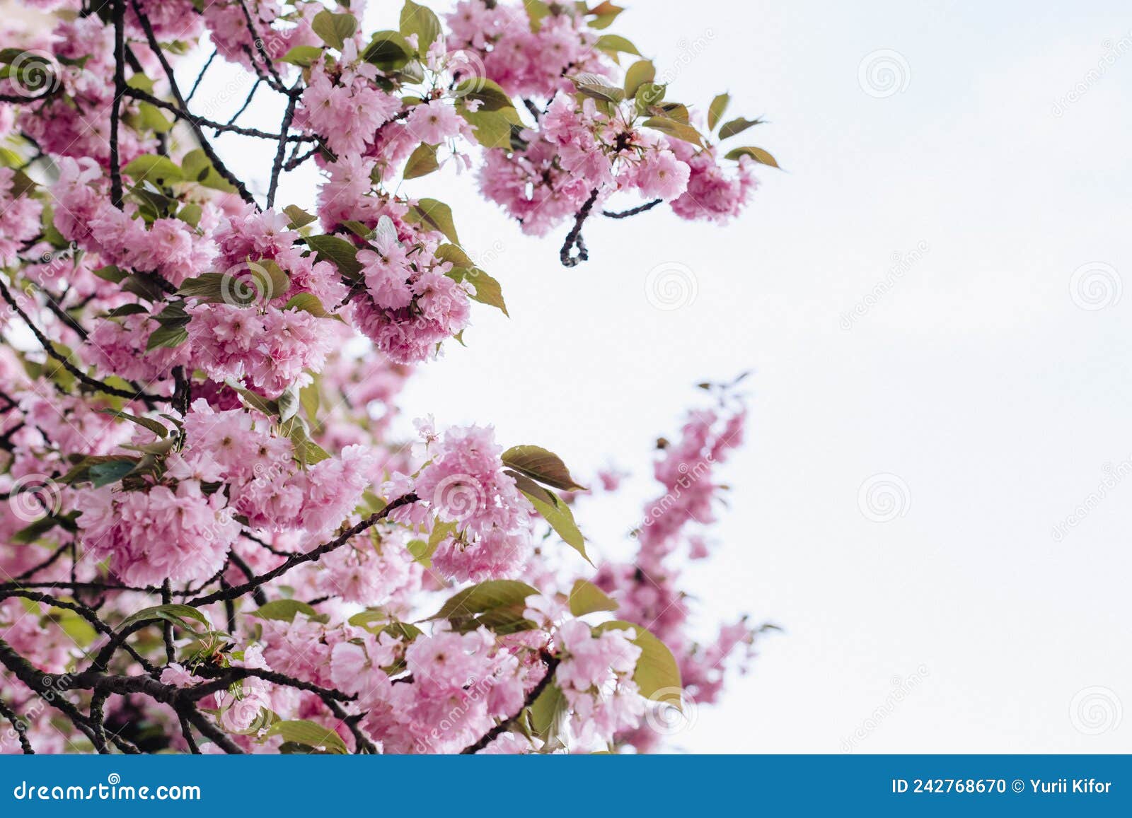 Sakura. Color Texture with Sakura Fallen after the Rain Stock Photo ...