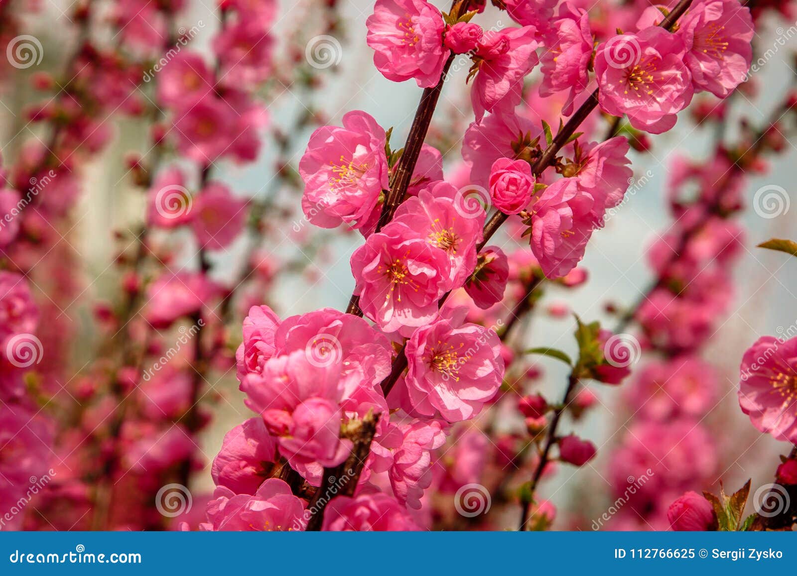 Sakura, Flor De Cerezo, Cerezo Con Las Flores Imagen de archivo - Imagen de  cereza, abril: 112766625