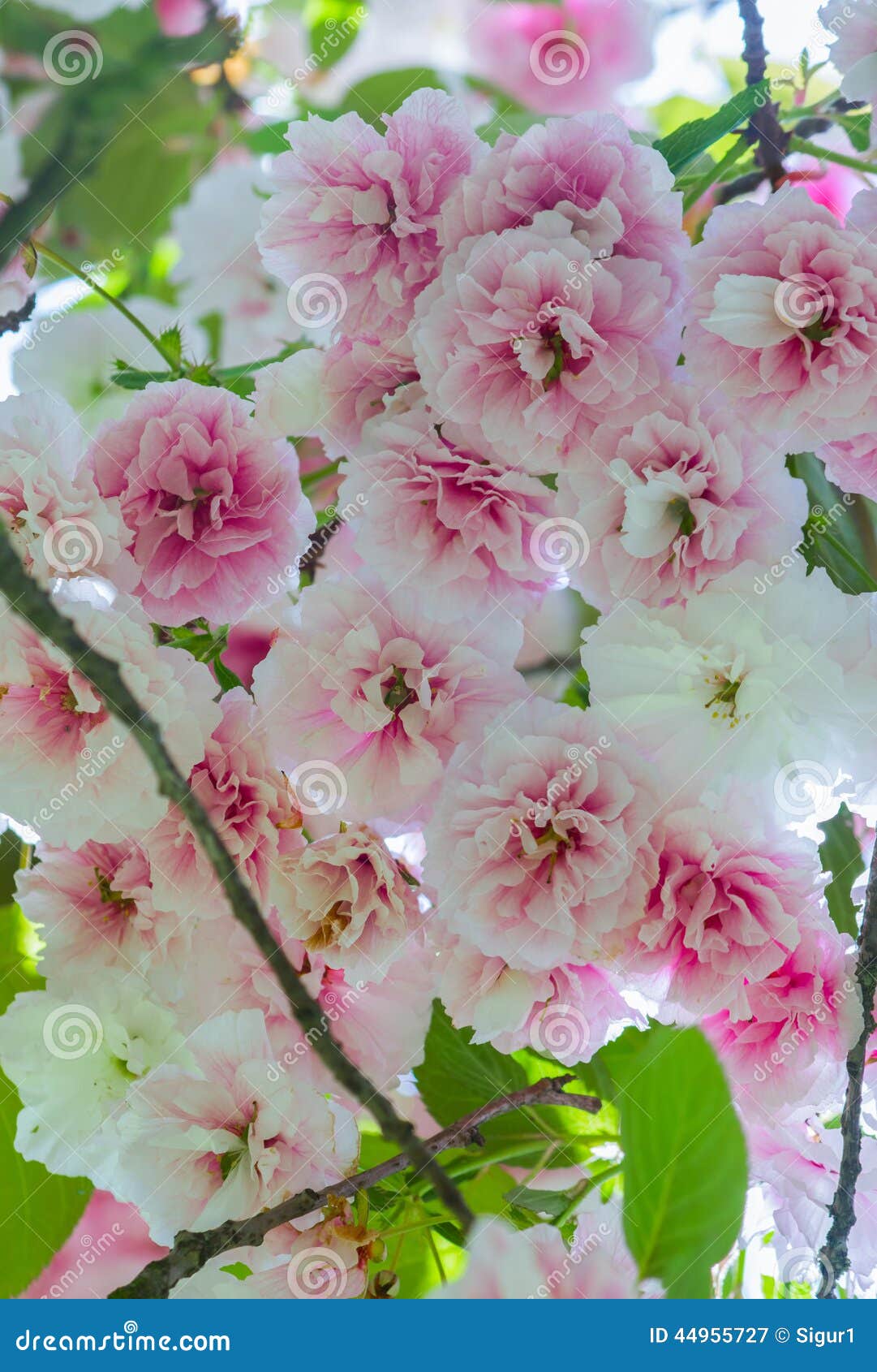 sakura. flor de cerezo japonÃÂ©s