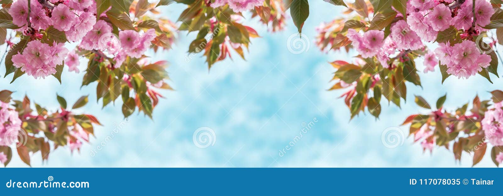 sakura flower cherry blossom closeup over the sky panoramic. greeting card template. shallow depth. soft toned. spring nature back