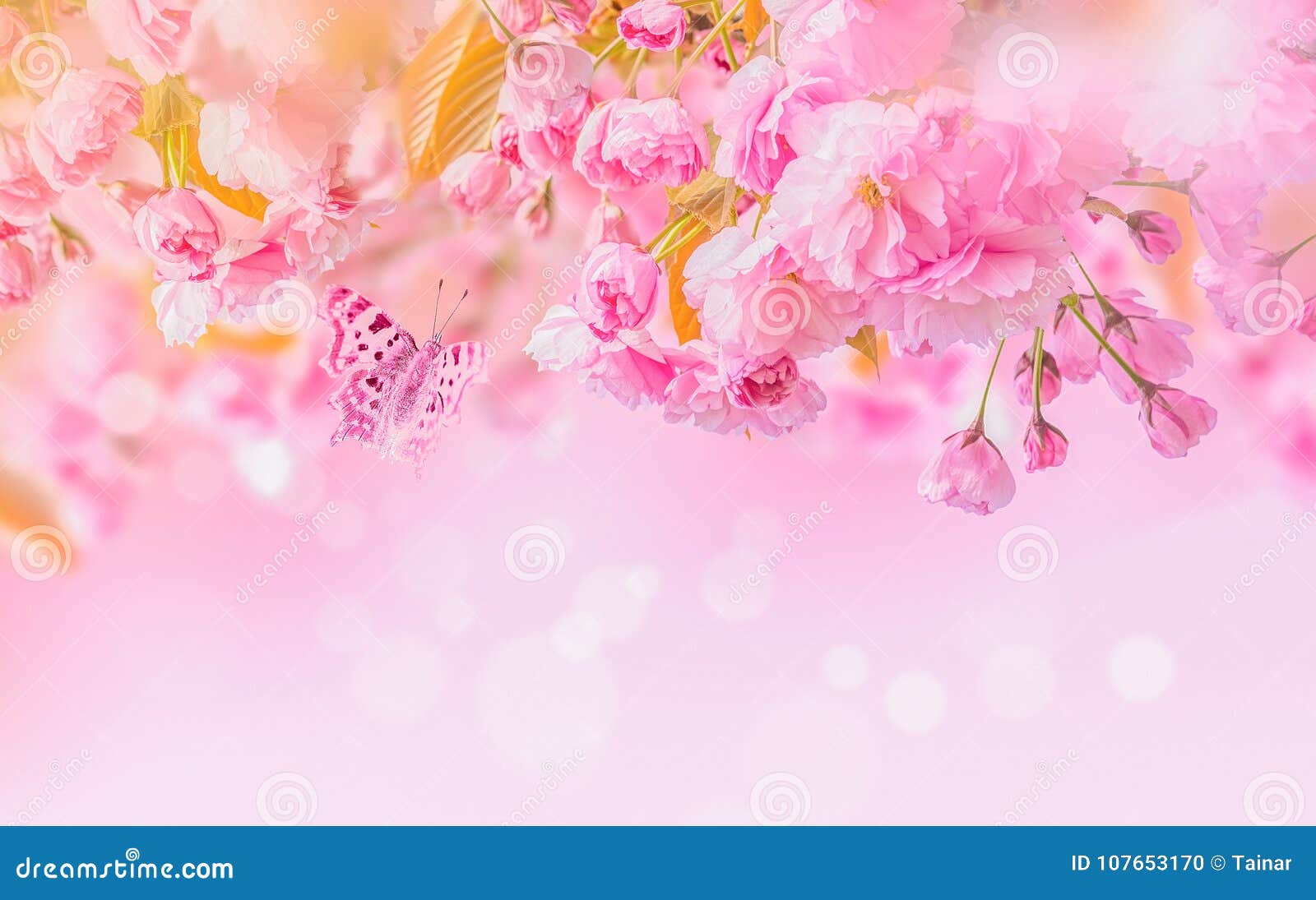 sakura flower cherry blossom.