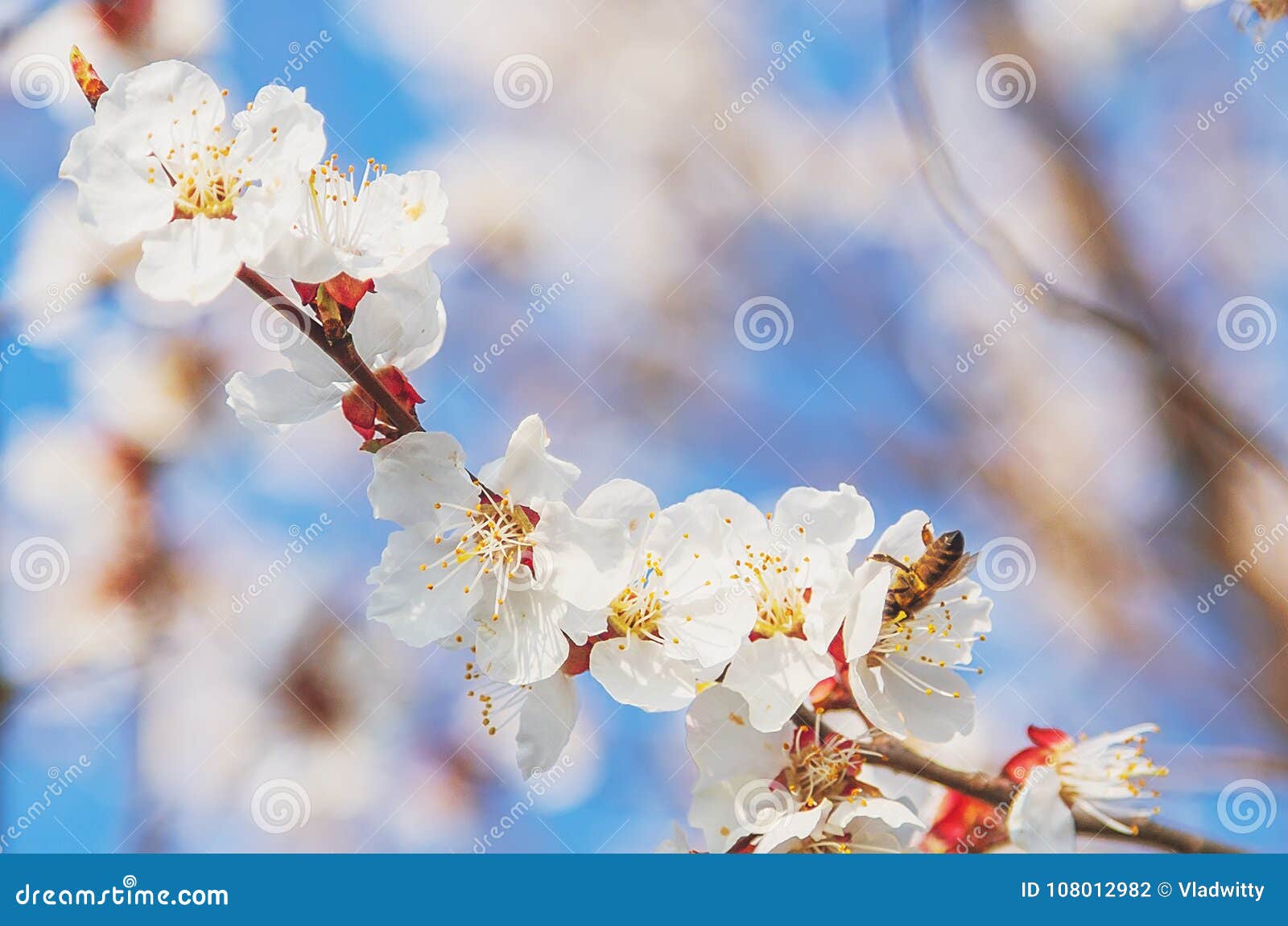 Sakura Flower or Cherry Blossom with Honey Bee Stock Photo Image of