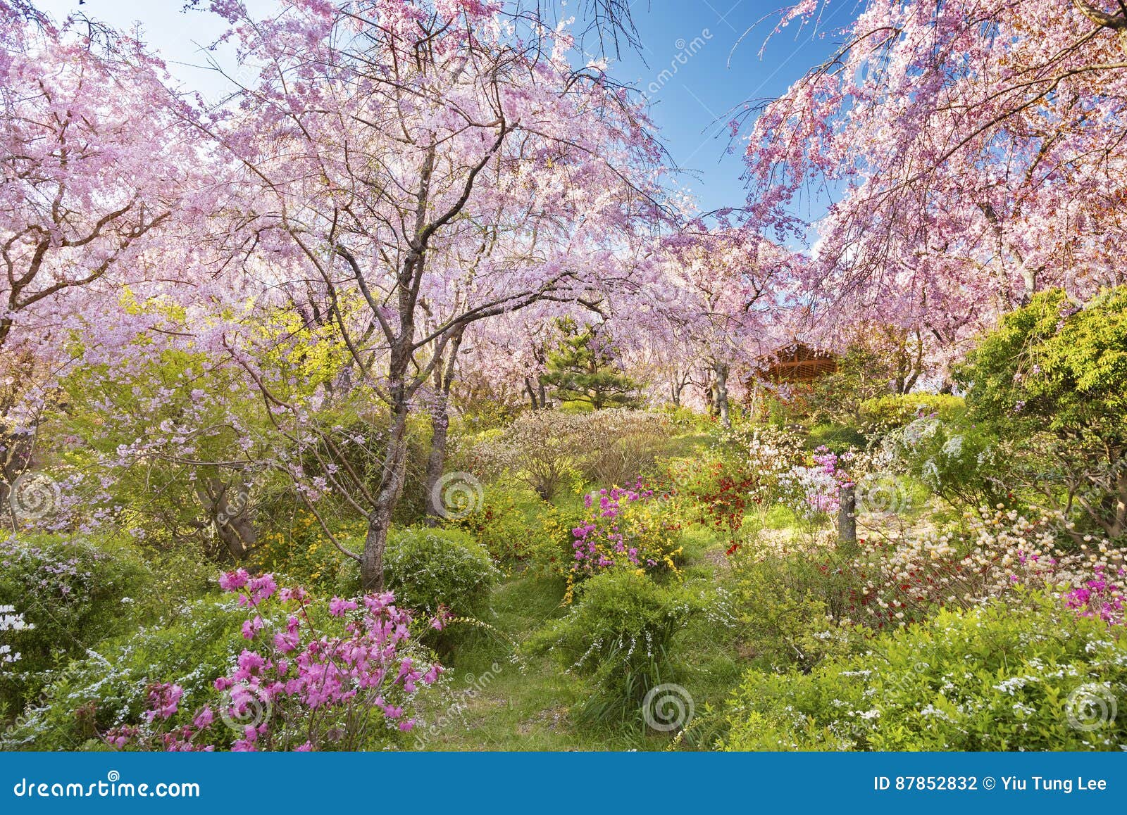 sakura flower garden stock photo. image of fresh, branch - 87852832