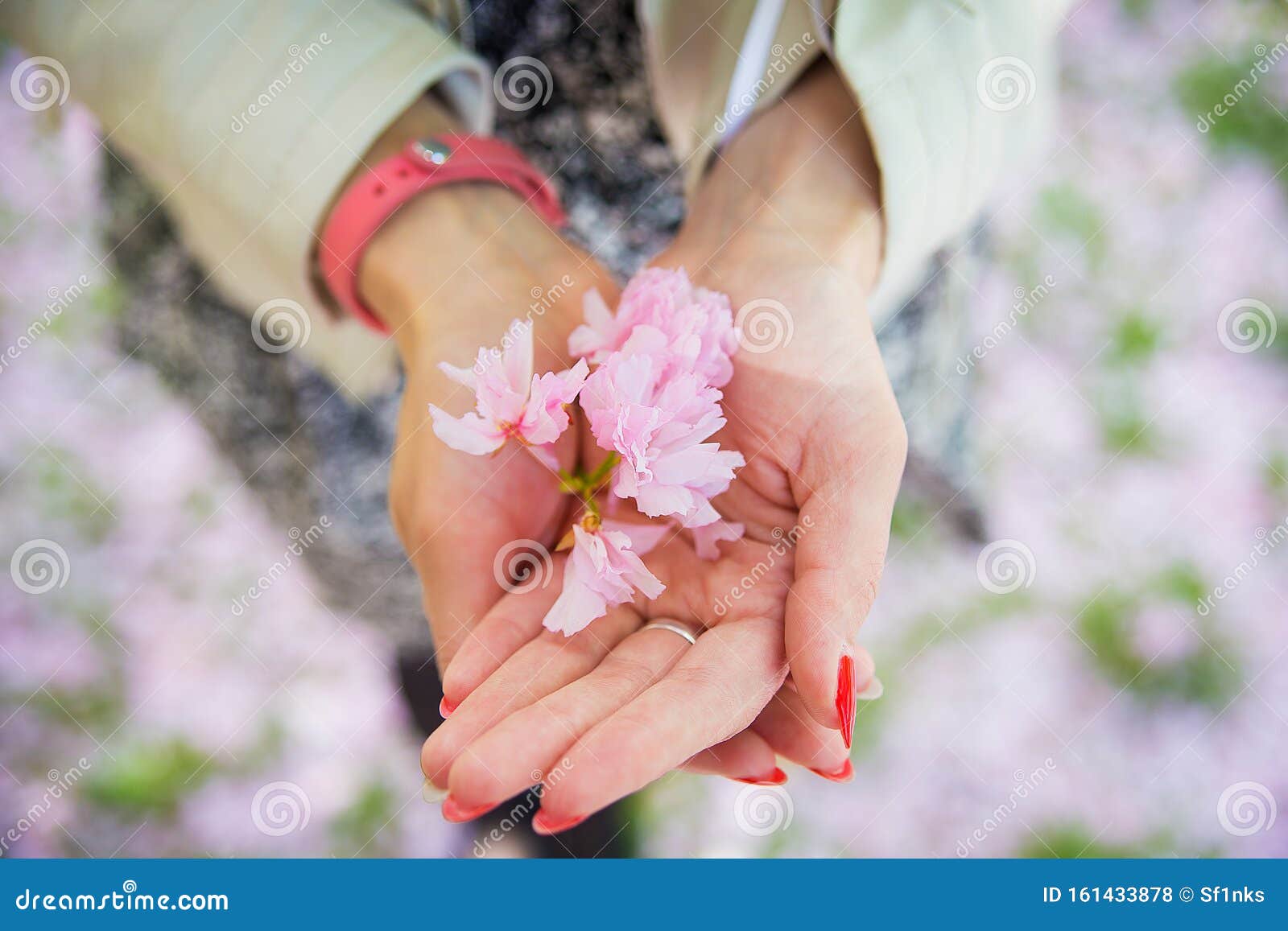 Sakura Flower in the Hands of Young Girl Stock Photo Image of