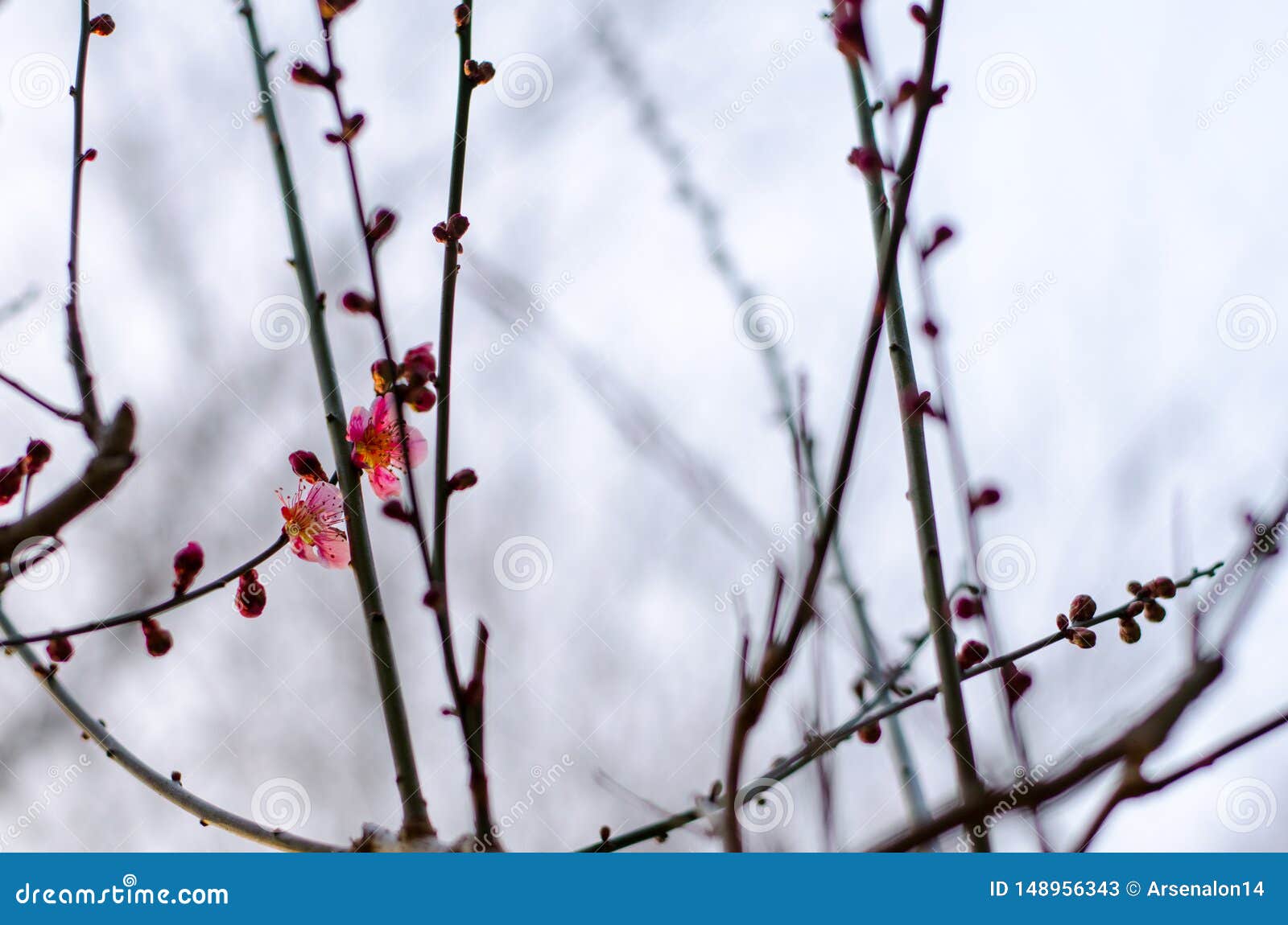 Sakura Blossom Start Blooming on the Tree Stock Image Image of
