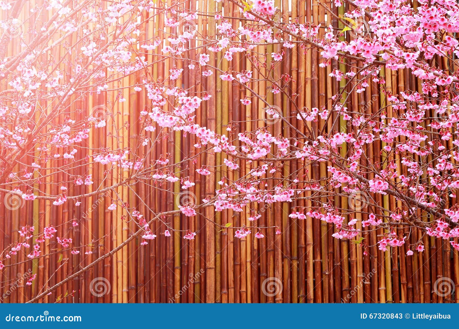 Sakura Flowers and Bamboo Background. Stock Image Image of pink