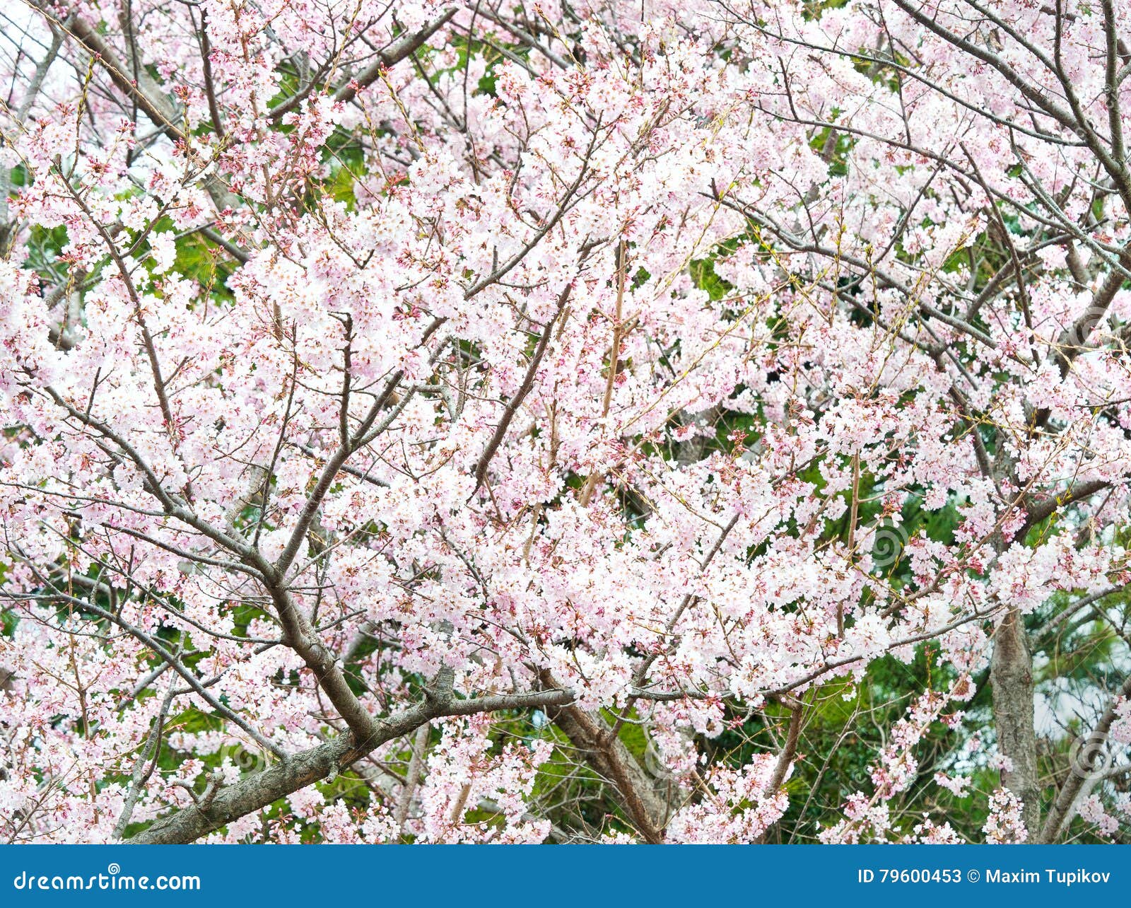 sakura flowers garden at jeju island stock image - image of