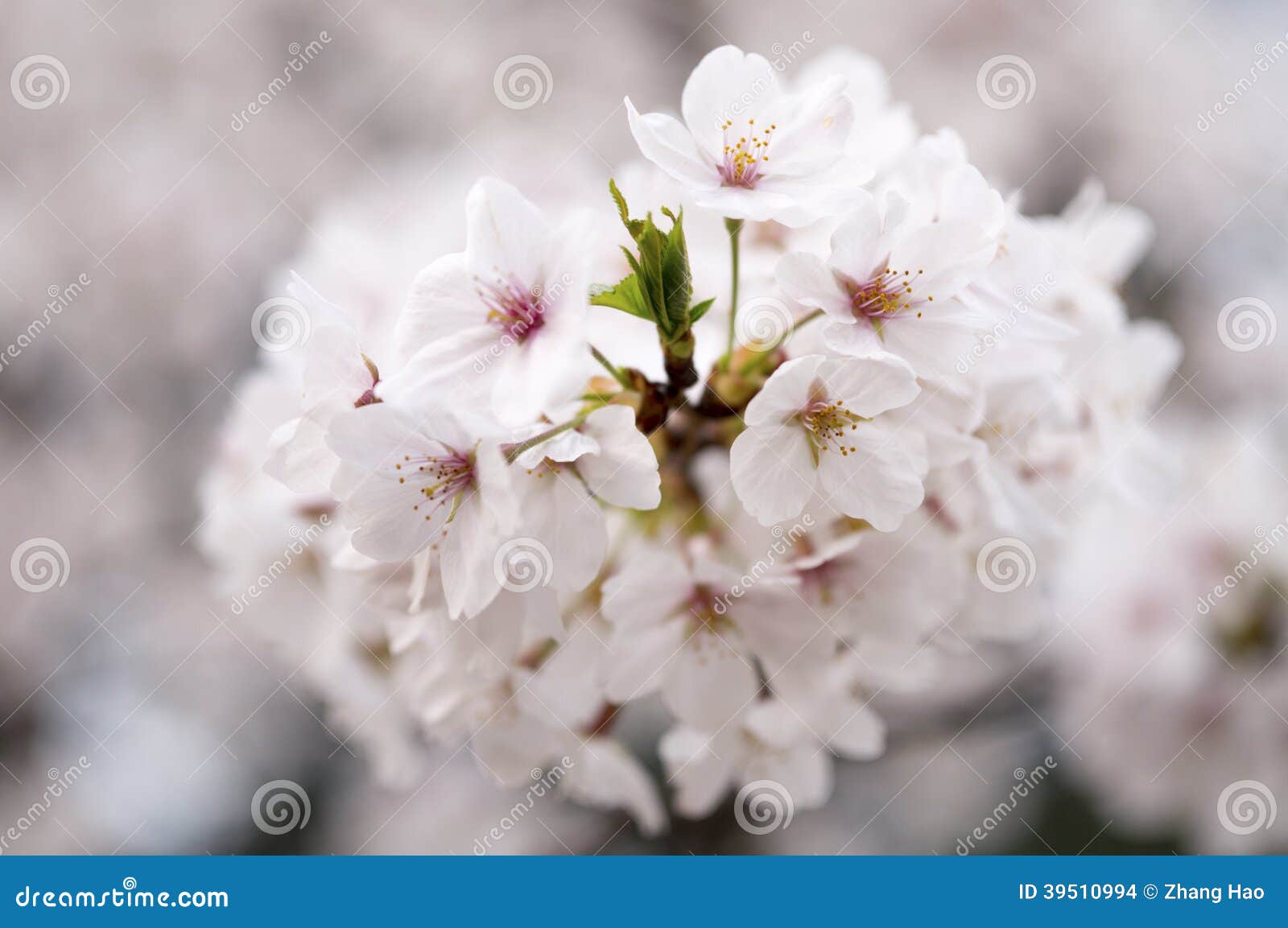 Sakura från det wuhan universitetet. Taget på den gamla byggnaden av det wuhan universitetet