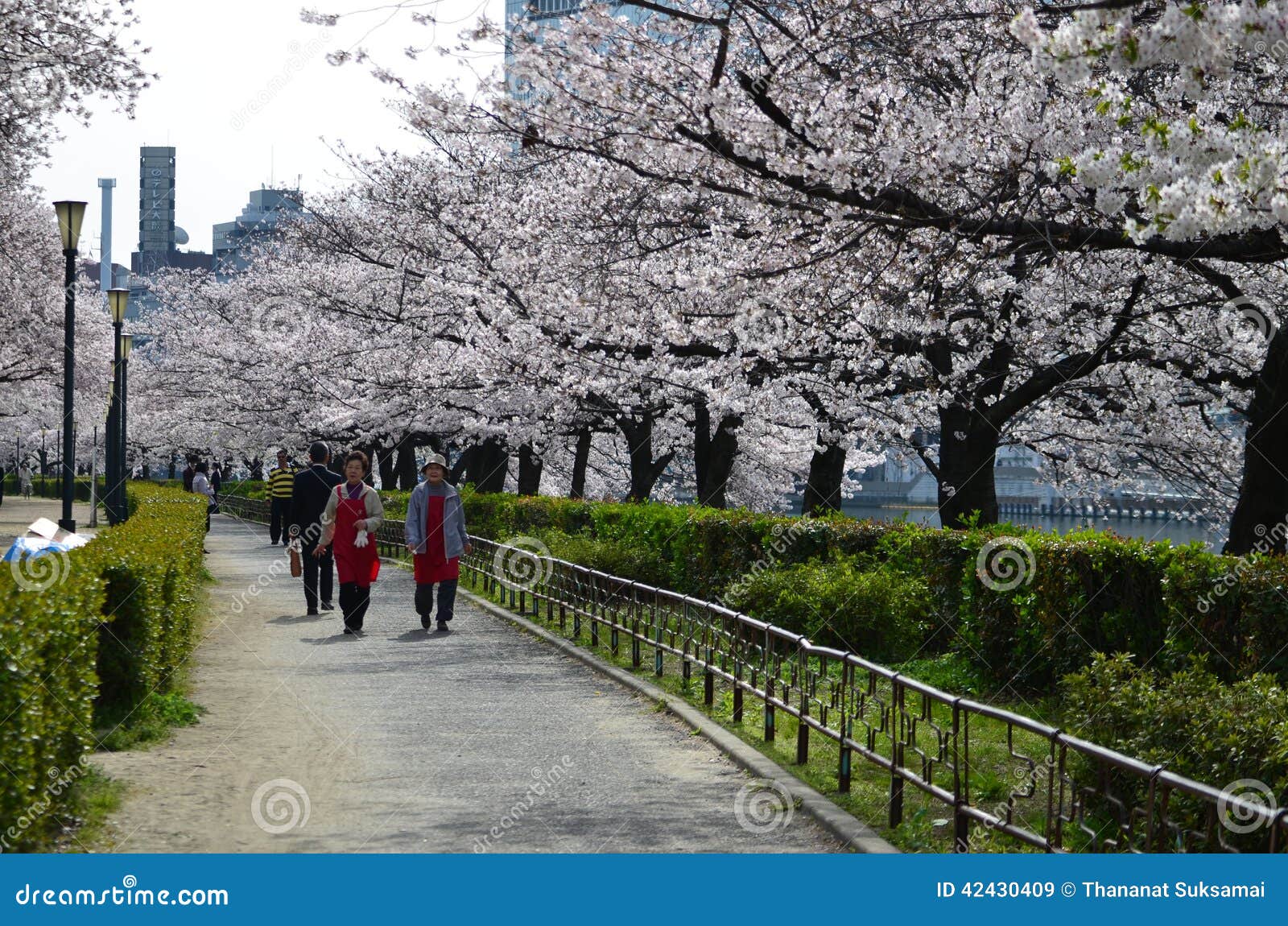 Sakura Garden Editorial Stock Image Image Of Blossoming 42430409