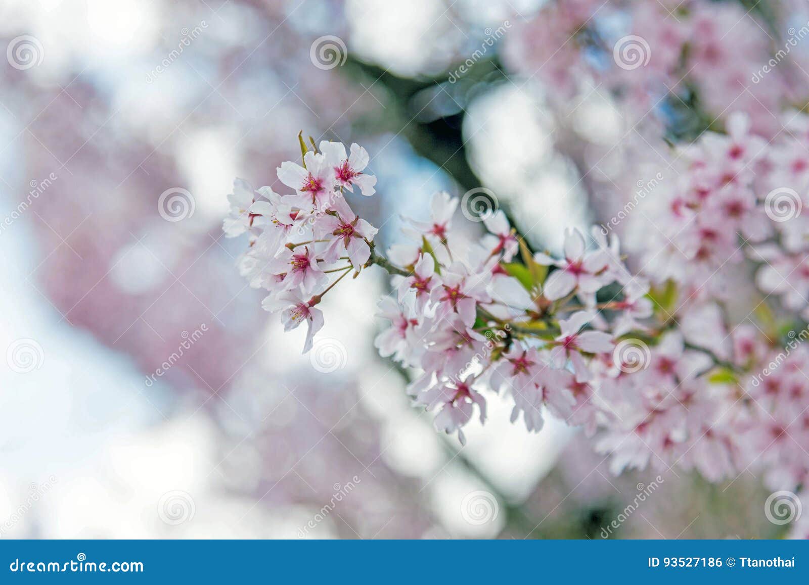 Sakura, Pink Blossom in Japan Stock Photo Image of pink, blooming