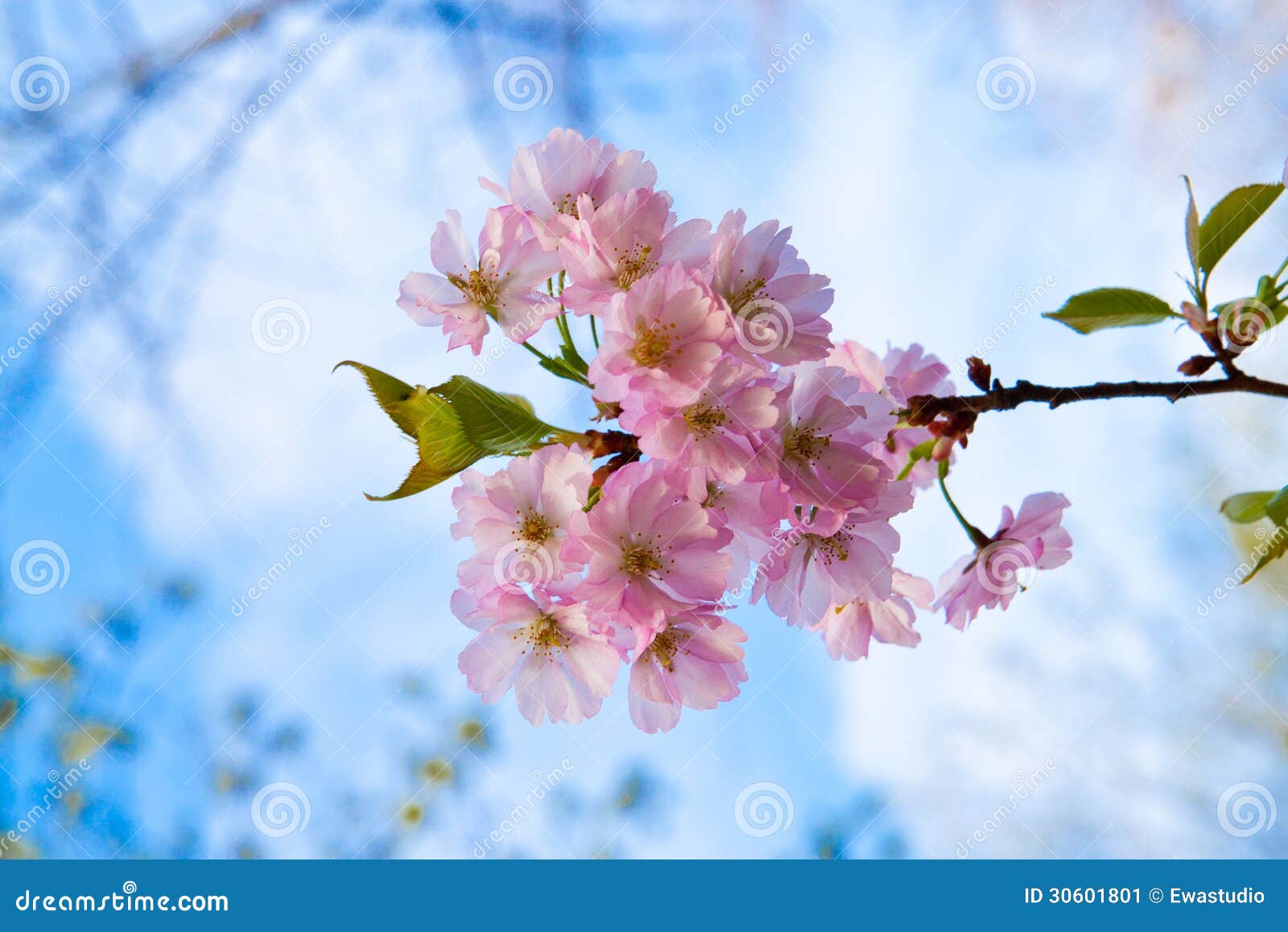 Sakura pink flower stock image. Image of branch, color - 30601801