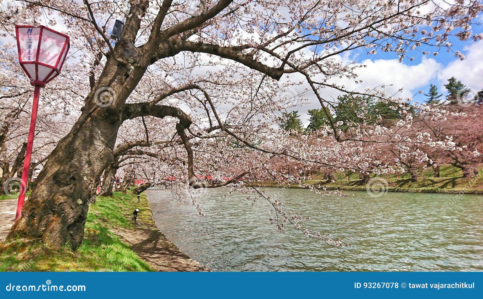 Sakura River Stock Photo Image Of Bank Hokkaido Plant 93267078