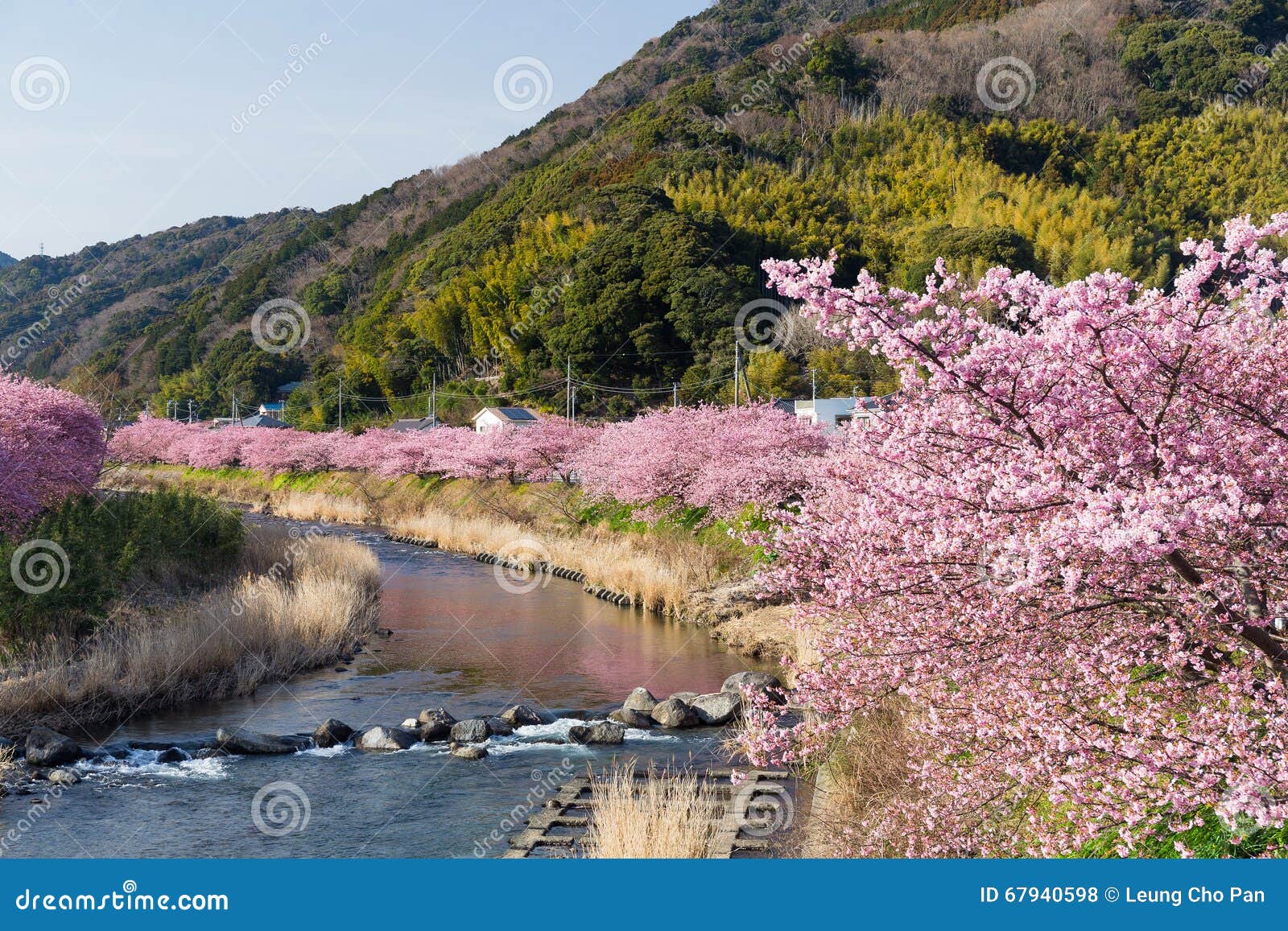 Sakura And River Stock Photo Image Of Spring Countryside 67940598
