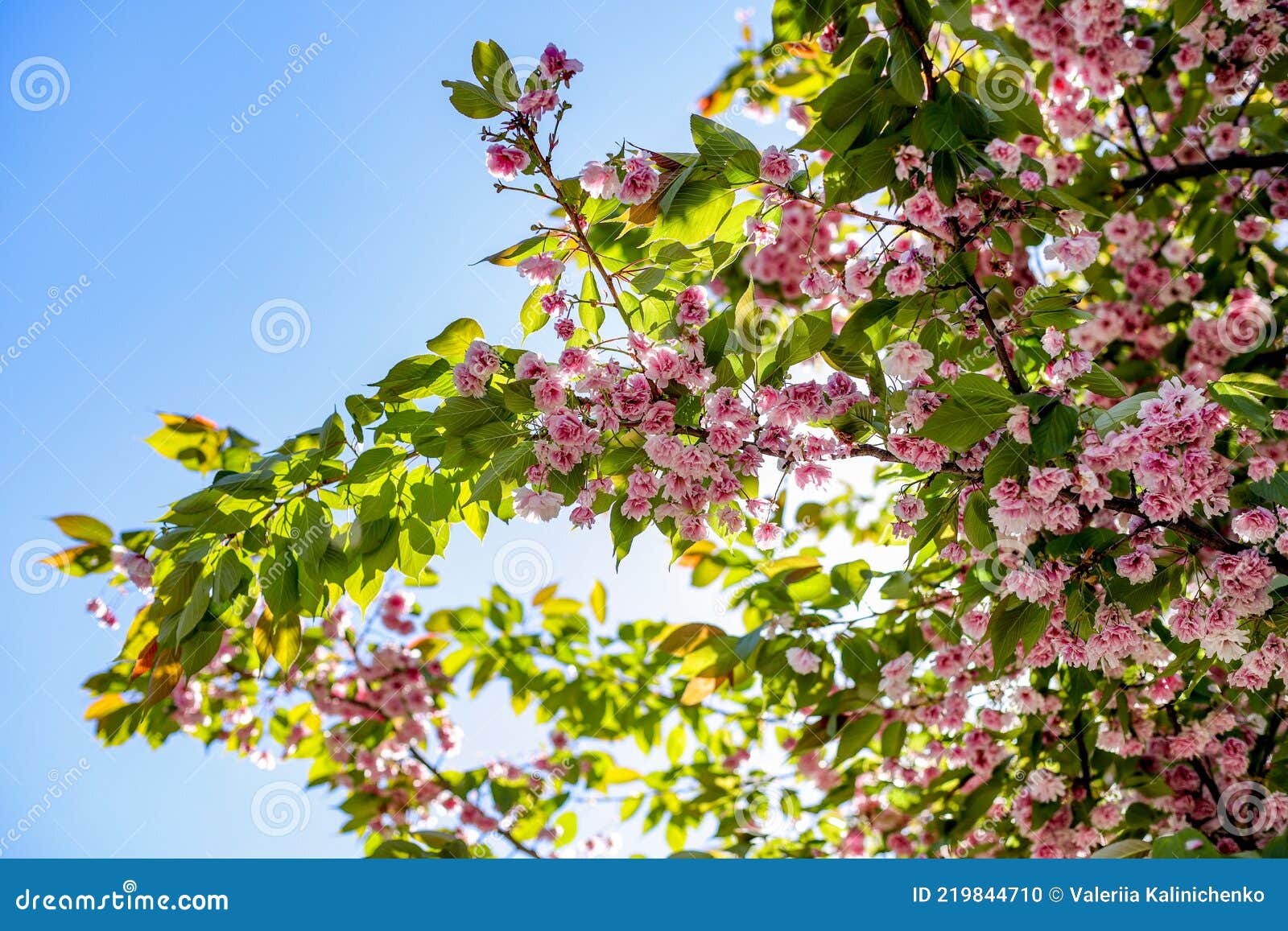 Sakura Rosa Floración árbol Fondo De Pantalla Foto de archivo - Imagen de  hoja, crecimiento: 219844710