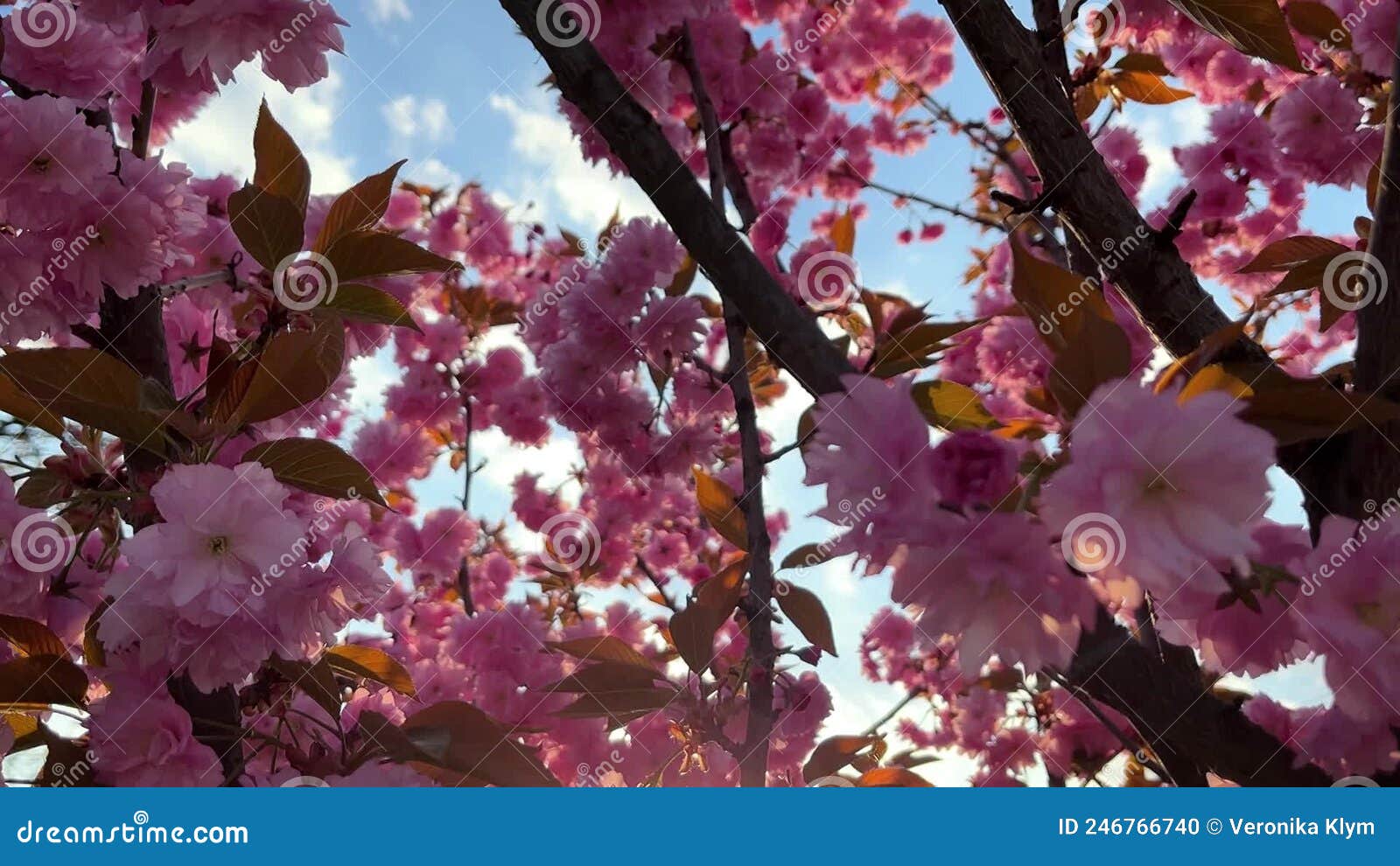 Sakura in the sun. Video. stock footage. Video of landscape - 246766740