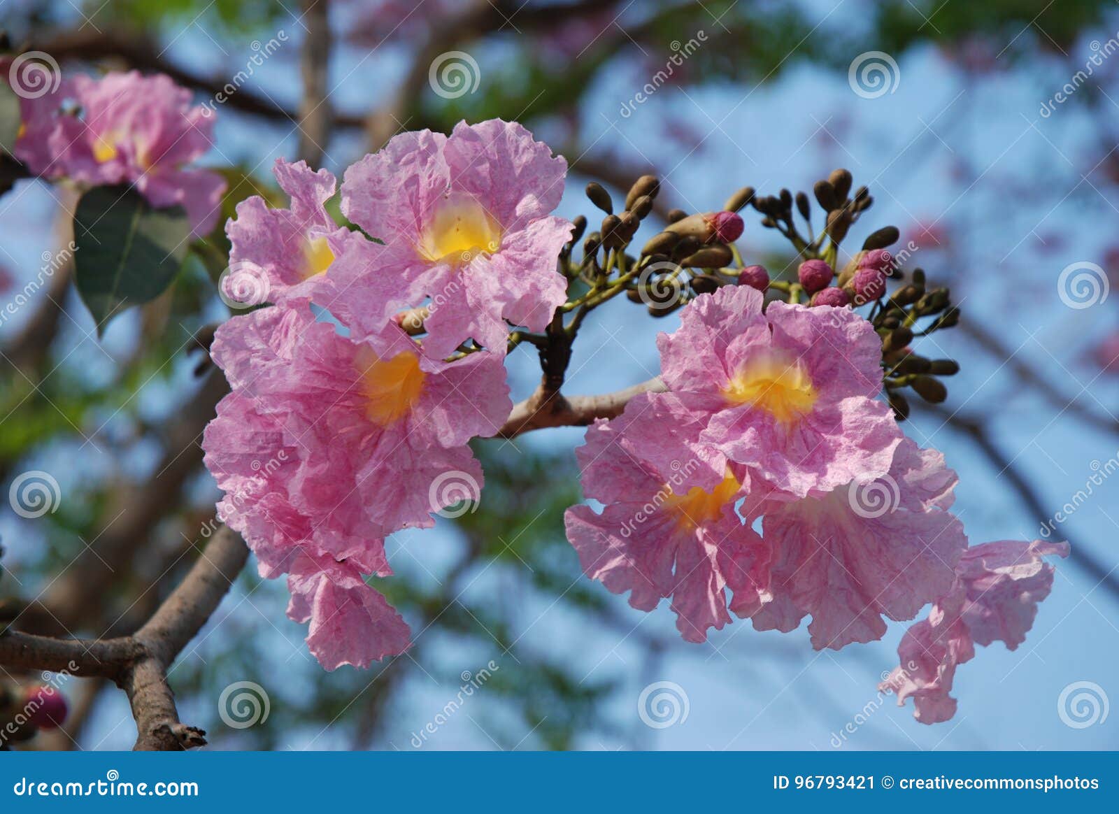  Sakura  Thailand Flower Picture Image 96793421