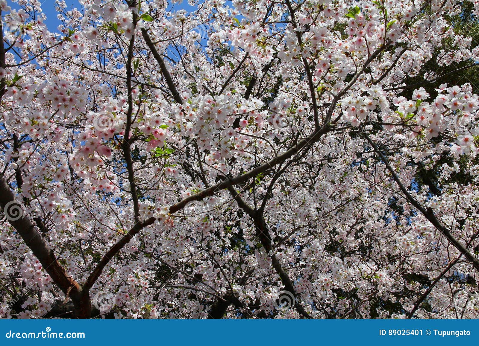 Sakura tree stock image. Image of sakura, blooming, flora - 89025401