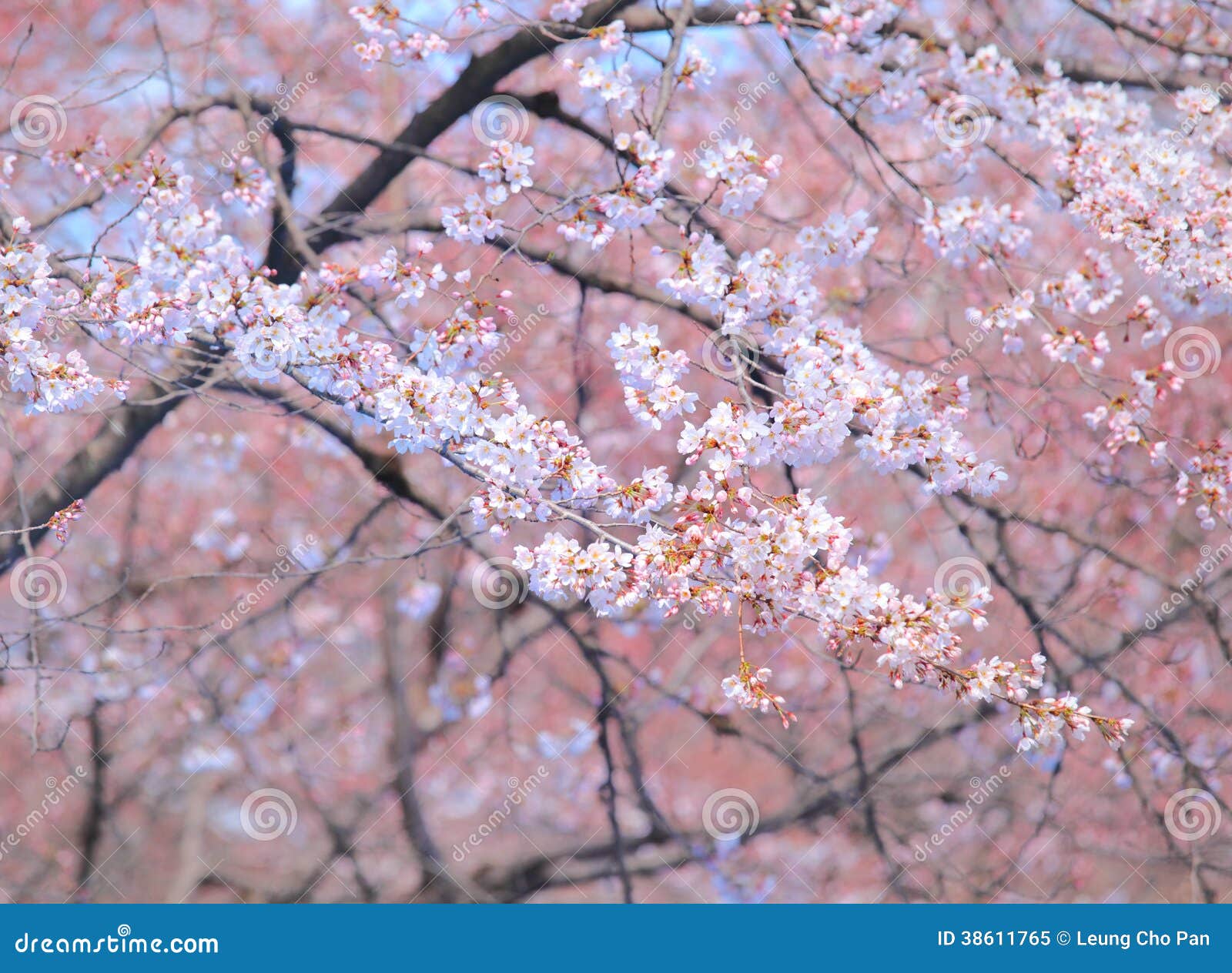 Sakura stock image. Image of japan, nature, white, young - 38611765