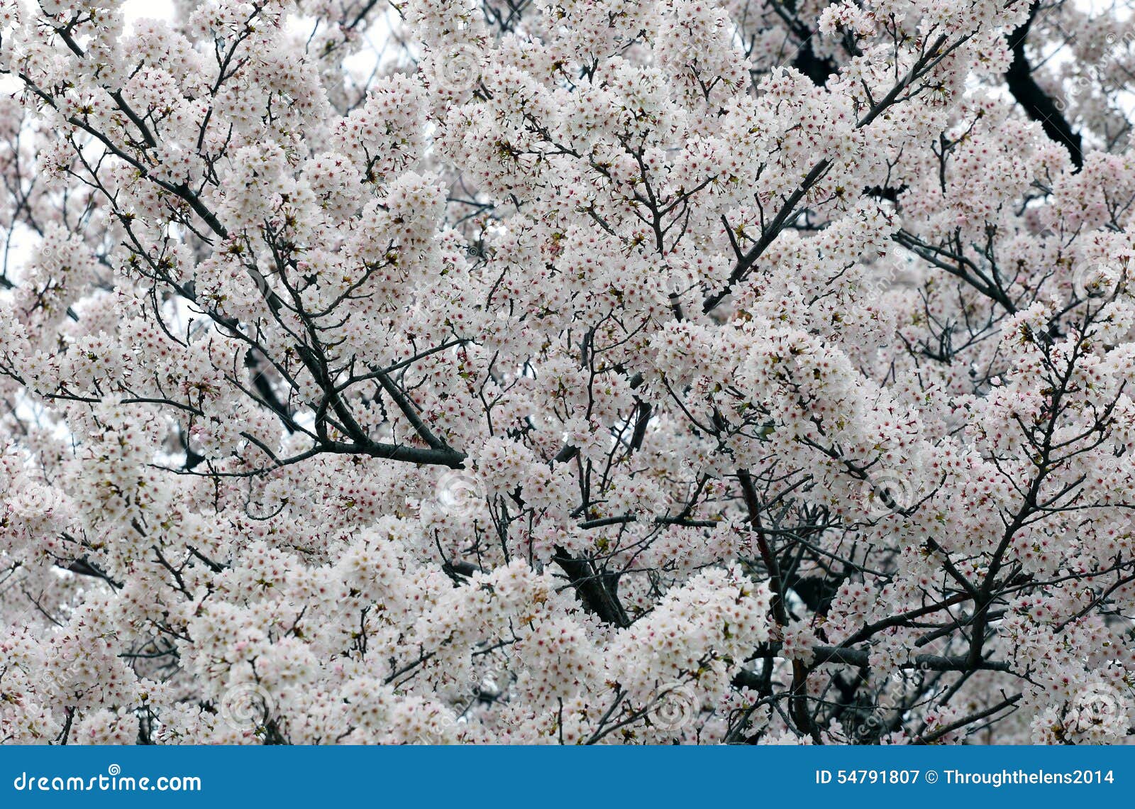 Sakura White Cherry Blossom Background Imagen de archivo Imagen de
