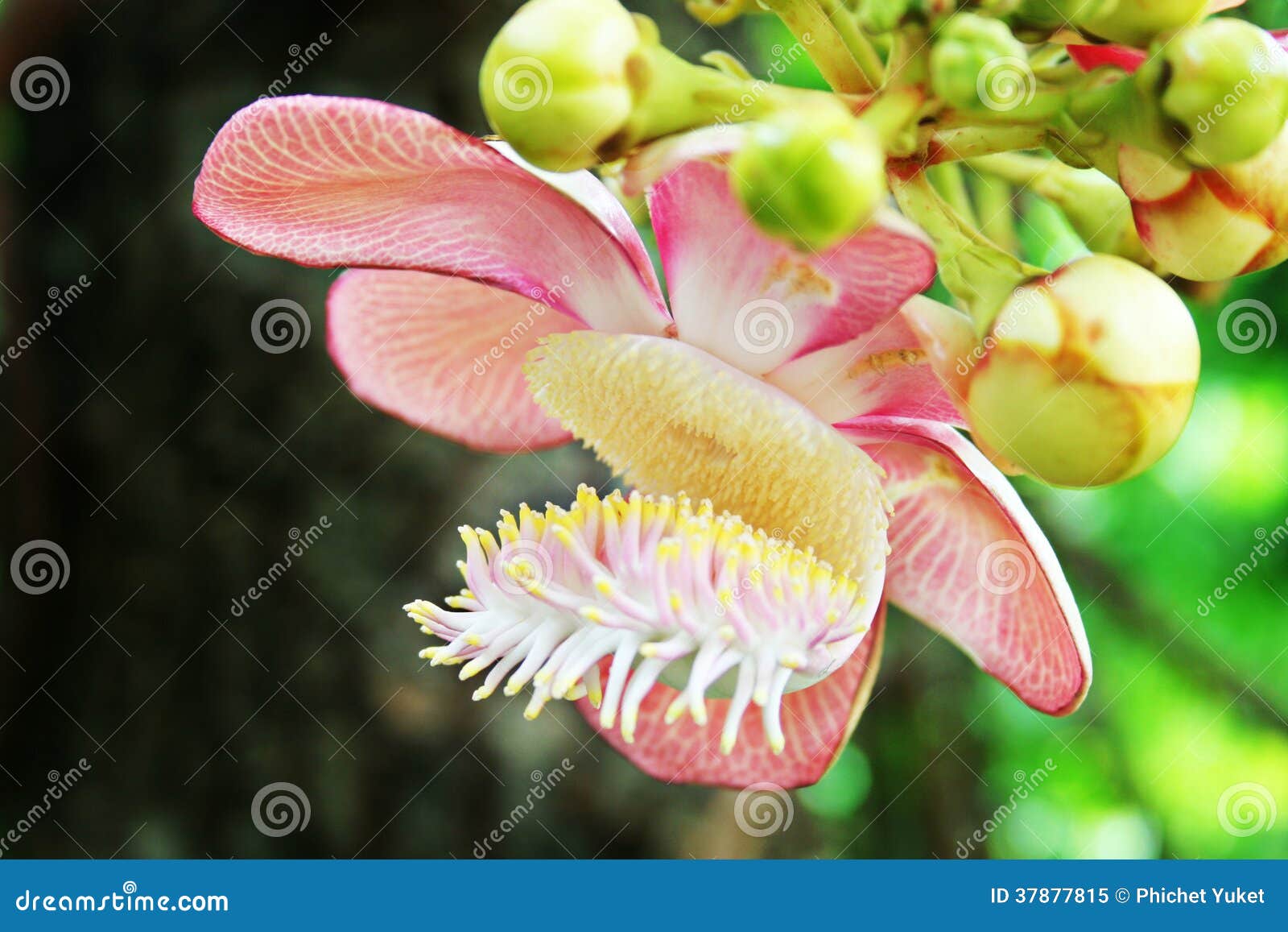 Sal flowers stock image. Image of blossom, wildlife, nature 37877815