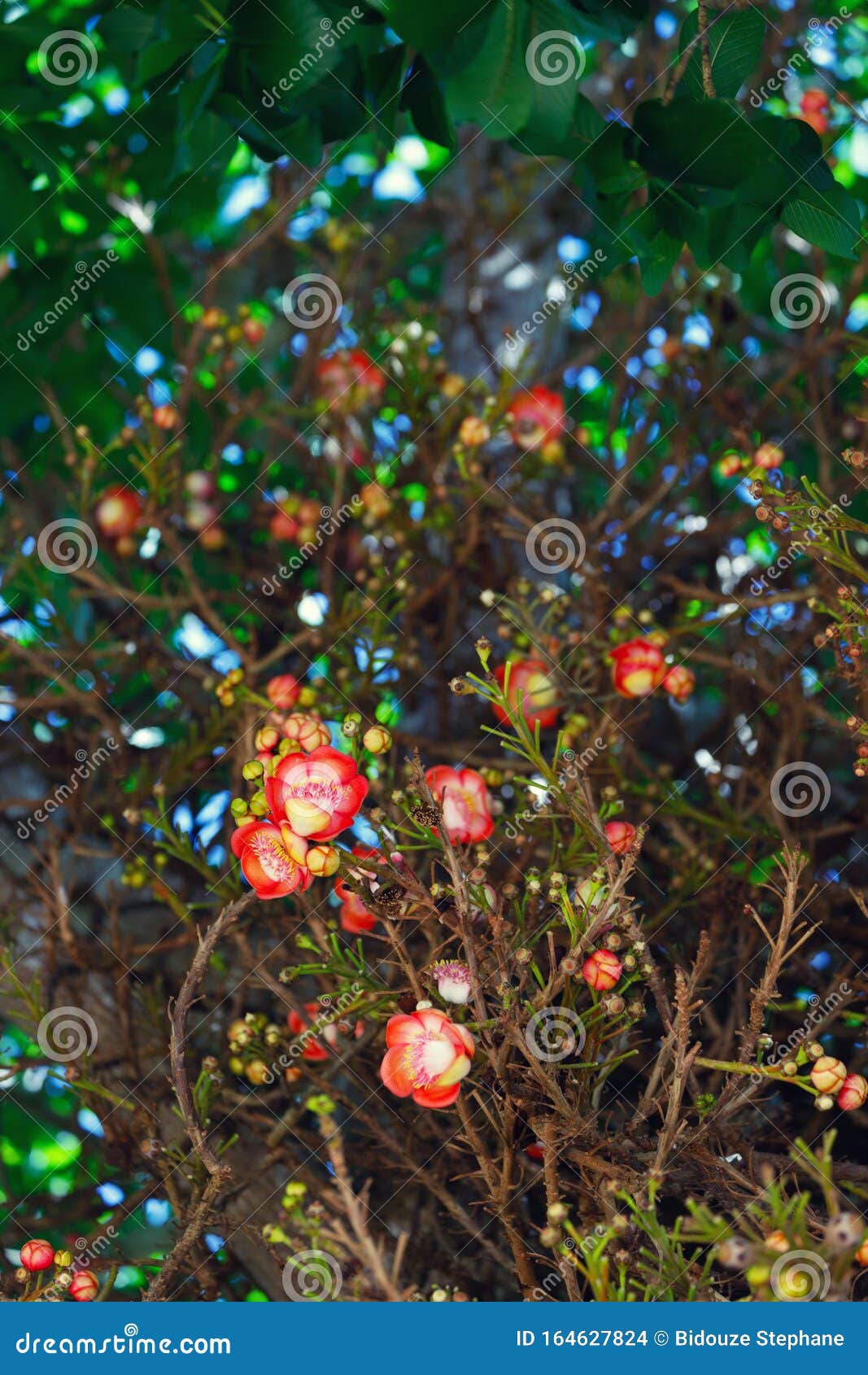 shorea robusta flowers
