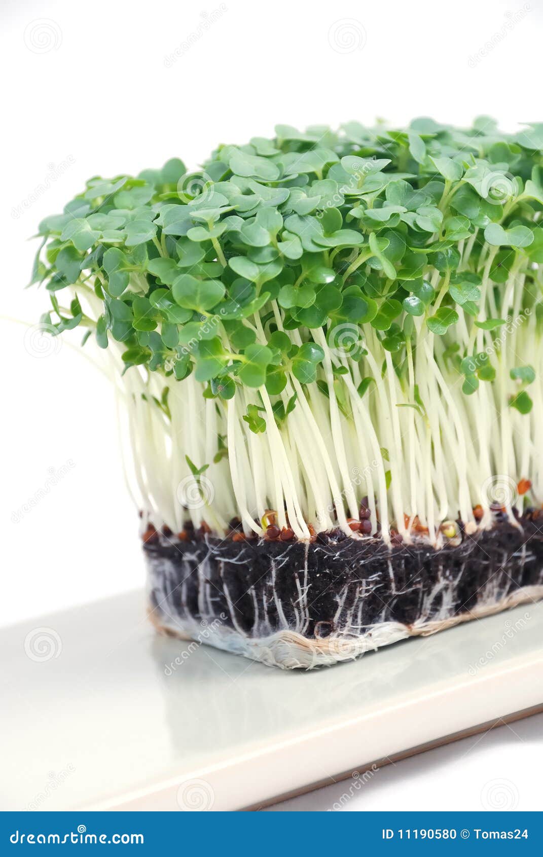 Greek garden cress