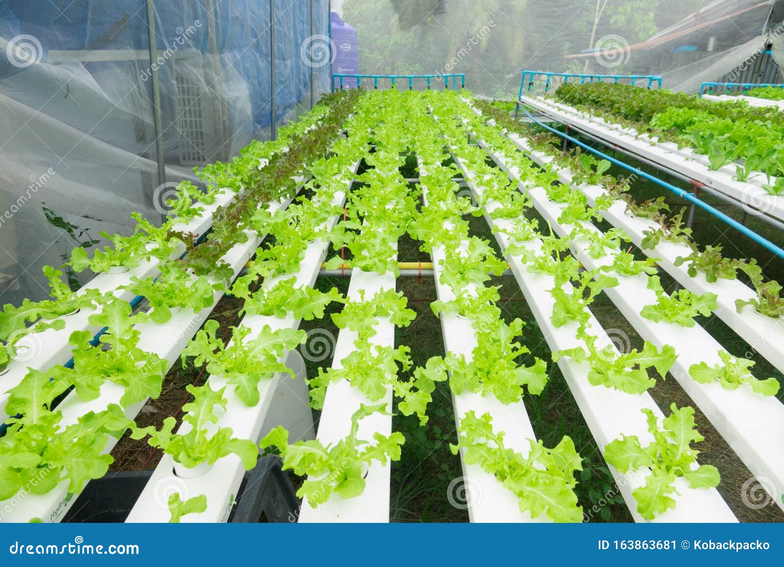 Salad farm stock image. Image of hydro, garden, method 163863681