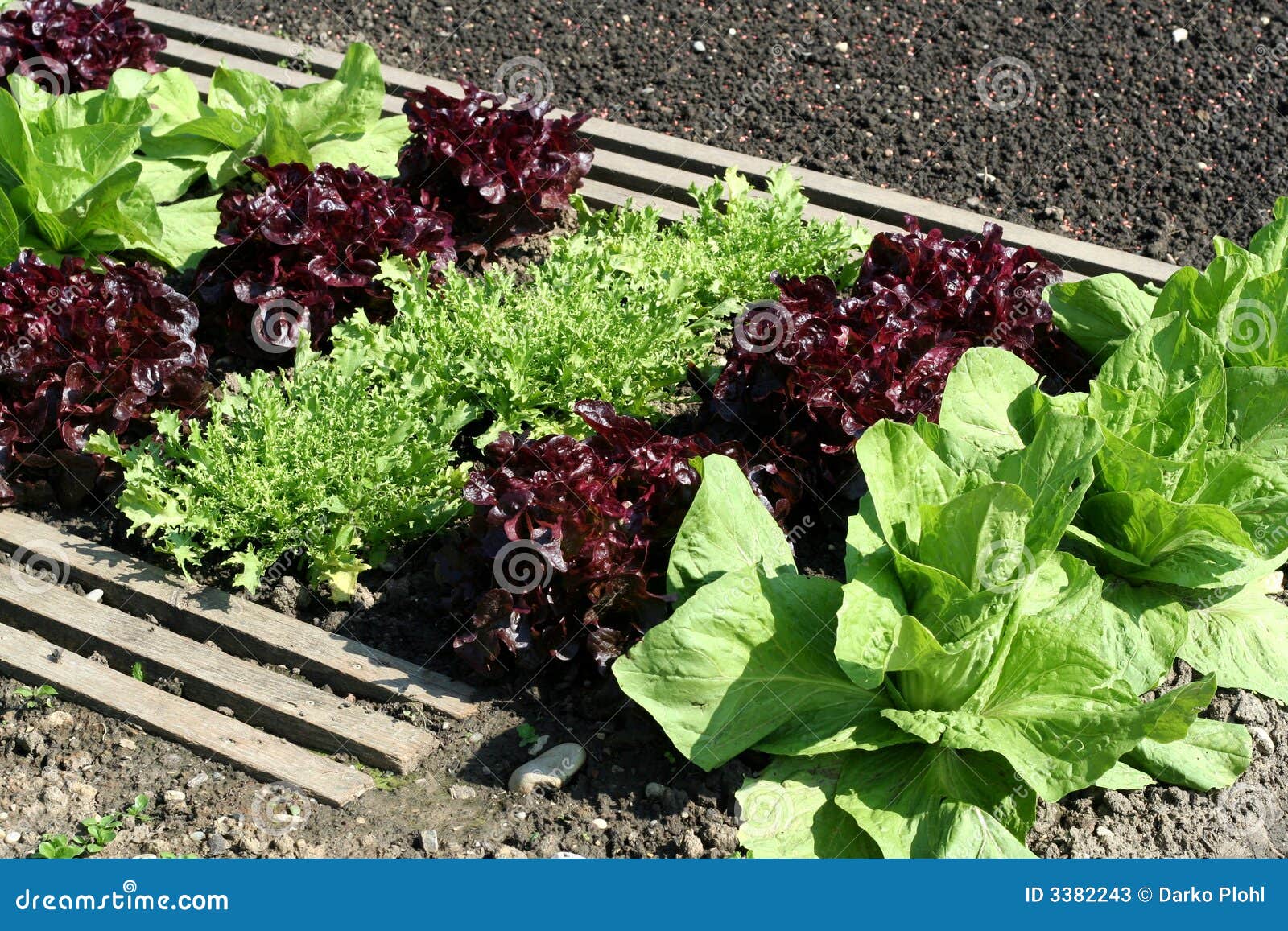 Salad garden bed stock image. Image of endive, radi, head 3382243