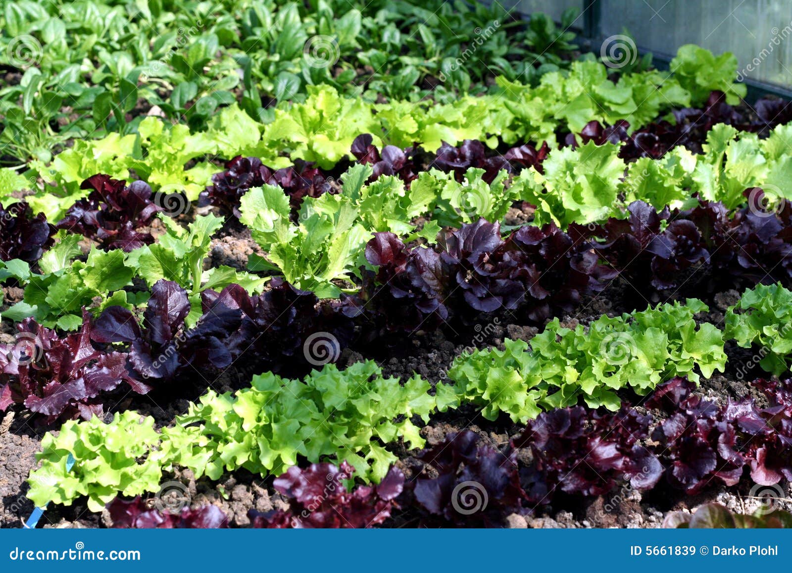 Salad garden bed stock image. Image of endivja, crop, shadow 5661839