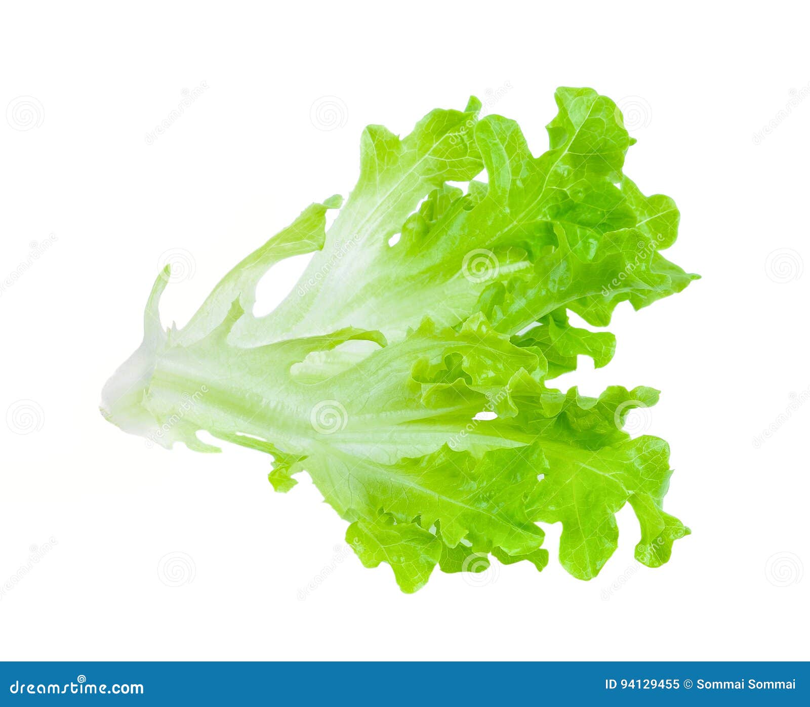 Salad leaf. stock image. Image of iceberg, ingredient 94129455